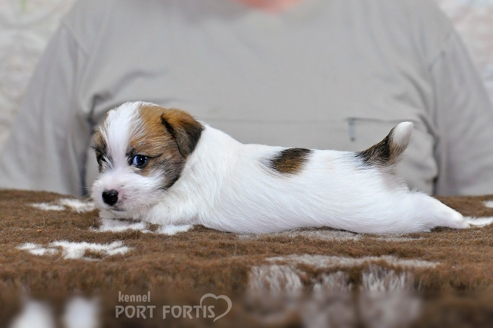 2026 Litter D male 2. Щенки джек рассел терьера, питомник РКФ, питомник джек рассел терьеров, питомник Порт Фортис, kennel PORT FORTIS