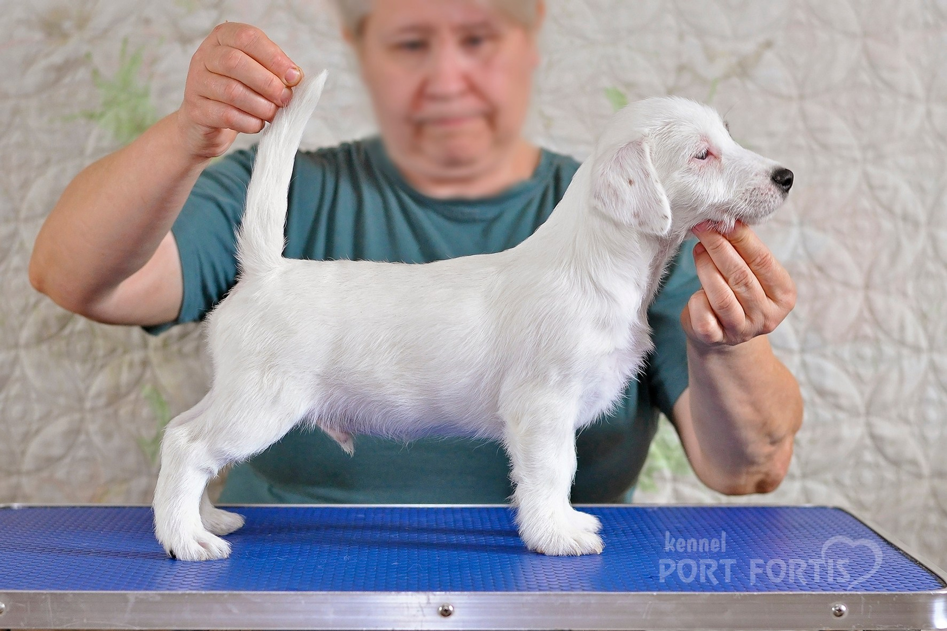2026 Litter F male 1. Щенки джек рассел терьера, питомник РКФ, питомник джек рассел терьеров, питомник Порт Фортис, kennel PORT FORTIS