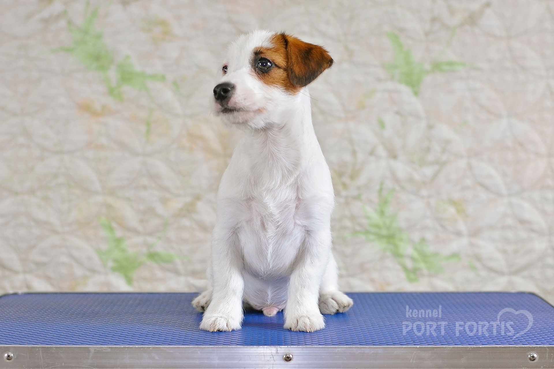 2026 Litter F male 1. Щенки джек рассел терьера, питомник РКФ, питомник джек рассел терьеров, питомник Порт Фортис, kennel PORT FORTIS