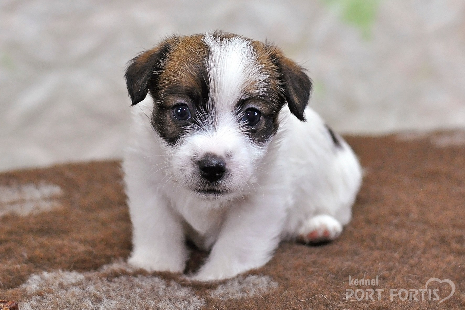 2026 Litter D female 1. Щенки джек рассел терьера, питомник РКФ, питомник джек рассел терьеров, питомник Порт Фортис, kennel PORT FORTIS