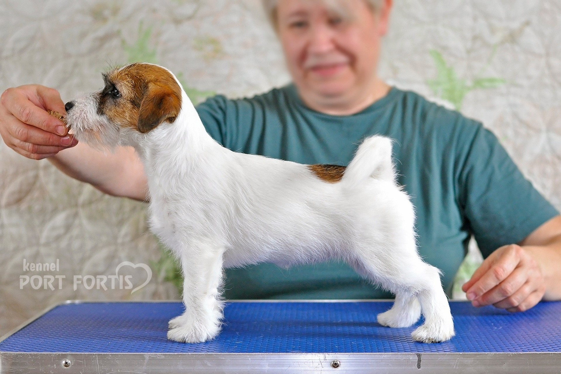 2026 Litter F female 1. Щенки джек рассел терьера, питомник РКФ, питомник джек рассел терьеров, питомник Порт Фортис, kennel PORT FORTIS