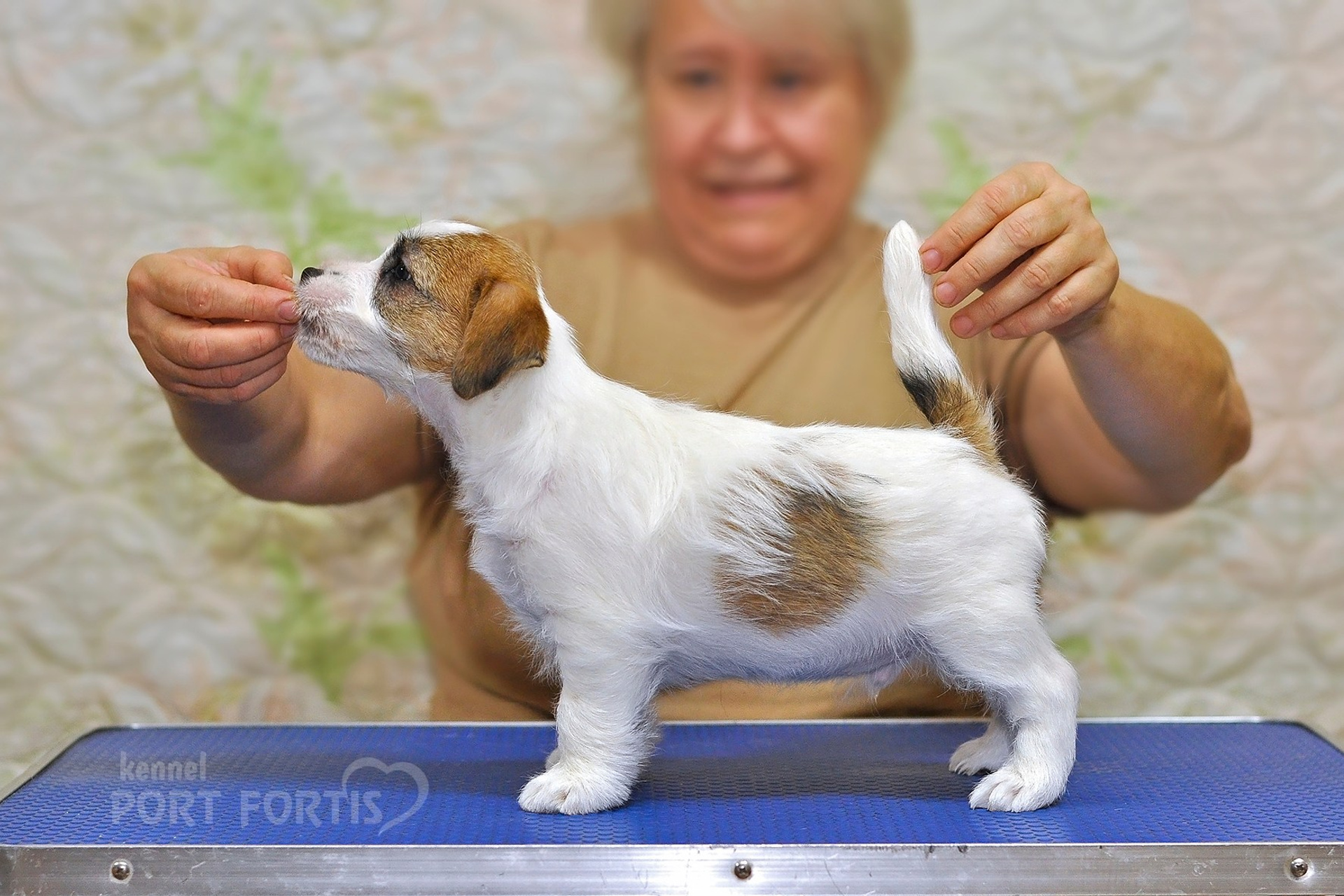 2025 Litter CH male 2. Щенки джек рассел терьера, питомник РКФ, питомник джек рассел терьеров, питомник Порт Фортис, kennel PORT FORTIS