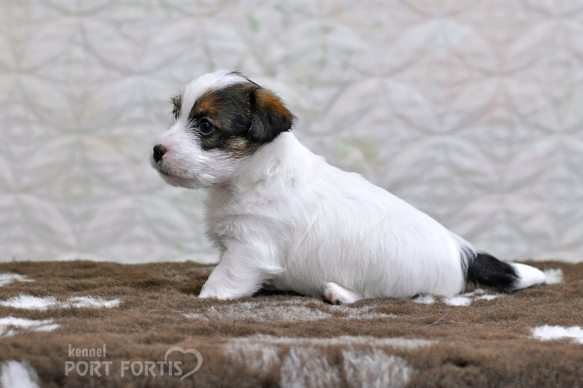 2026 Litter D male 1. Щенки джек рассел терьера, питомник РКФ, питомник джек рассел терьеров, питомник Порт Фортис, kennel PORT FORTIS
