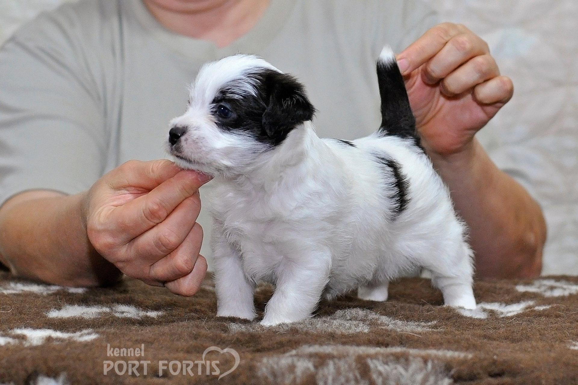 2026 Litter D male 3. Щенки джек рассел терьера, питомник РКФ, питомник джек рассел терьеров, питомник Порт Фортис, kennel PORT FORTIS