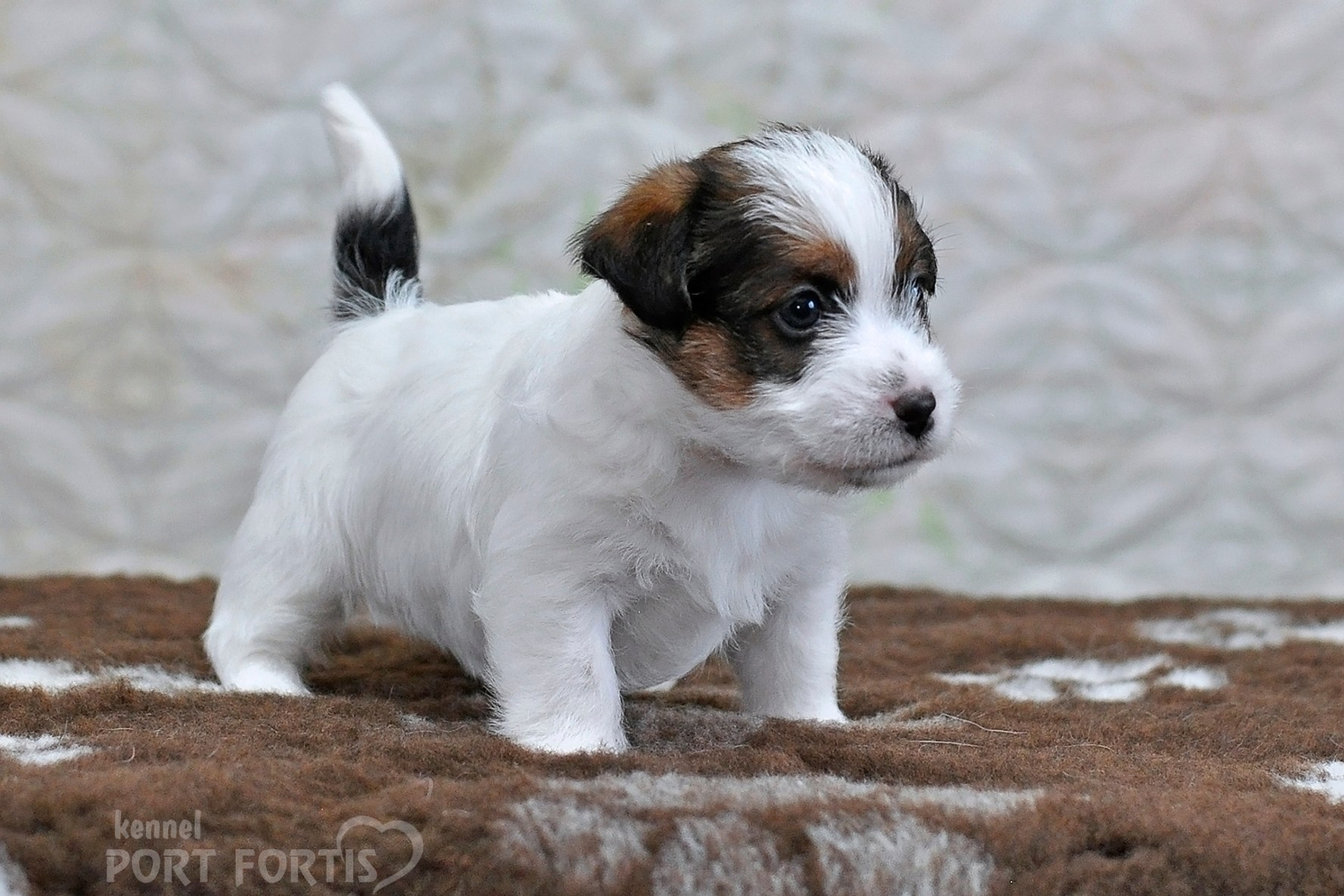 2026 Litter D male 1. Щенки джек рассел терьера, питомник РКФ, питомник джек рассел терьеров, питомник Порт Фортис, kennel PORT FORTIS