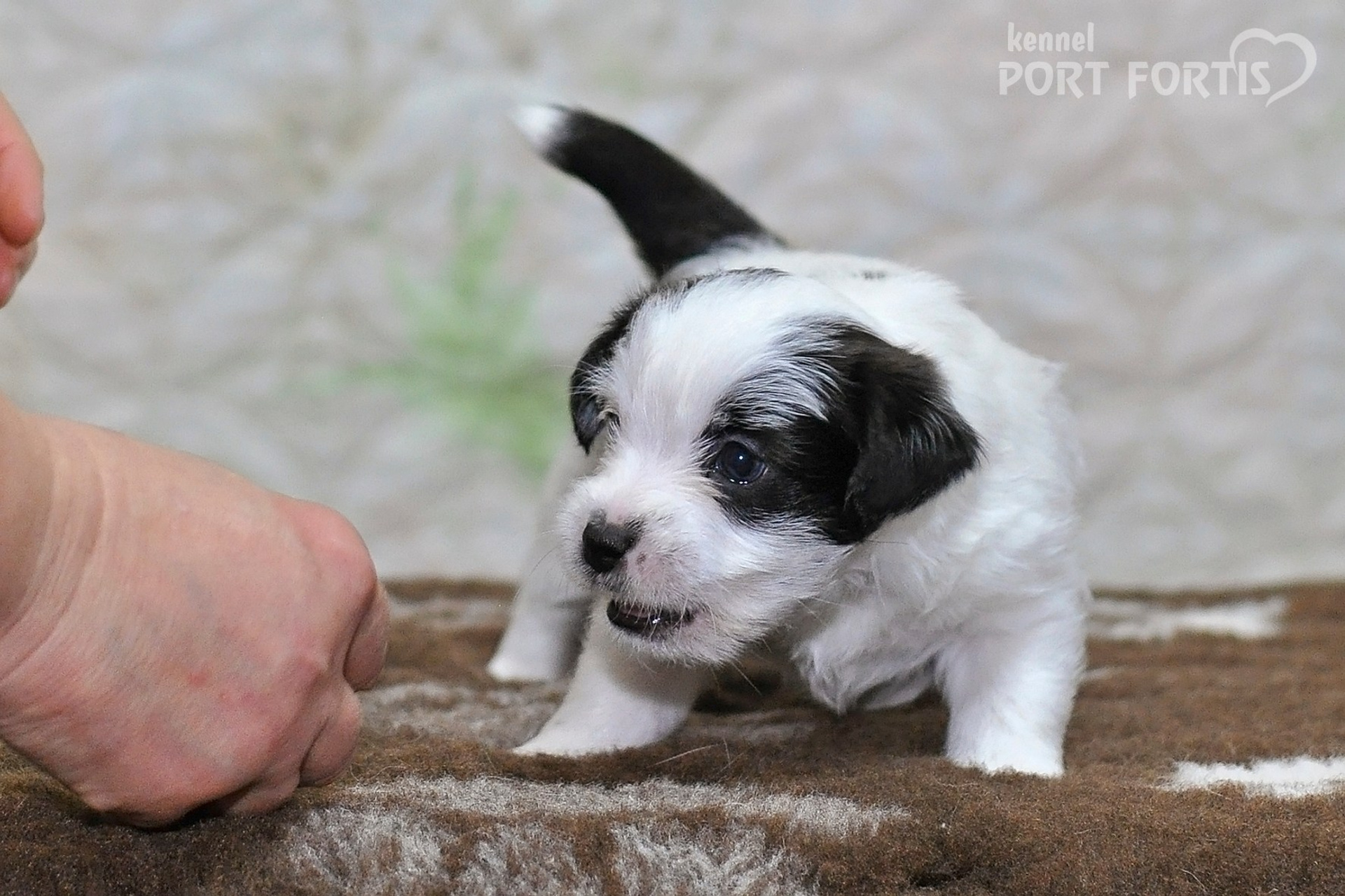 2026 Litter D male 3. Щенки джек рассел терьера, питомник РКФ, питомник джек рассел терьеров, питомник Порт Фортис, kennel PORT FORTIS