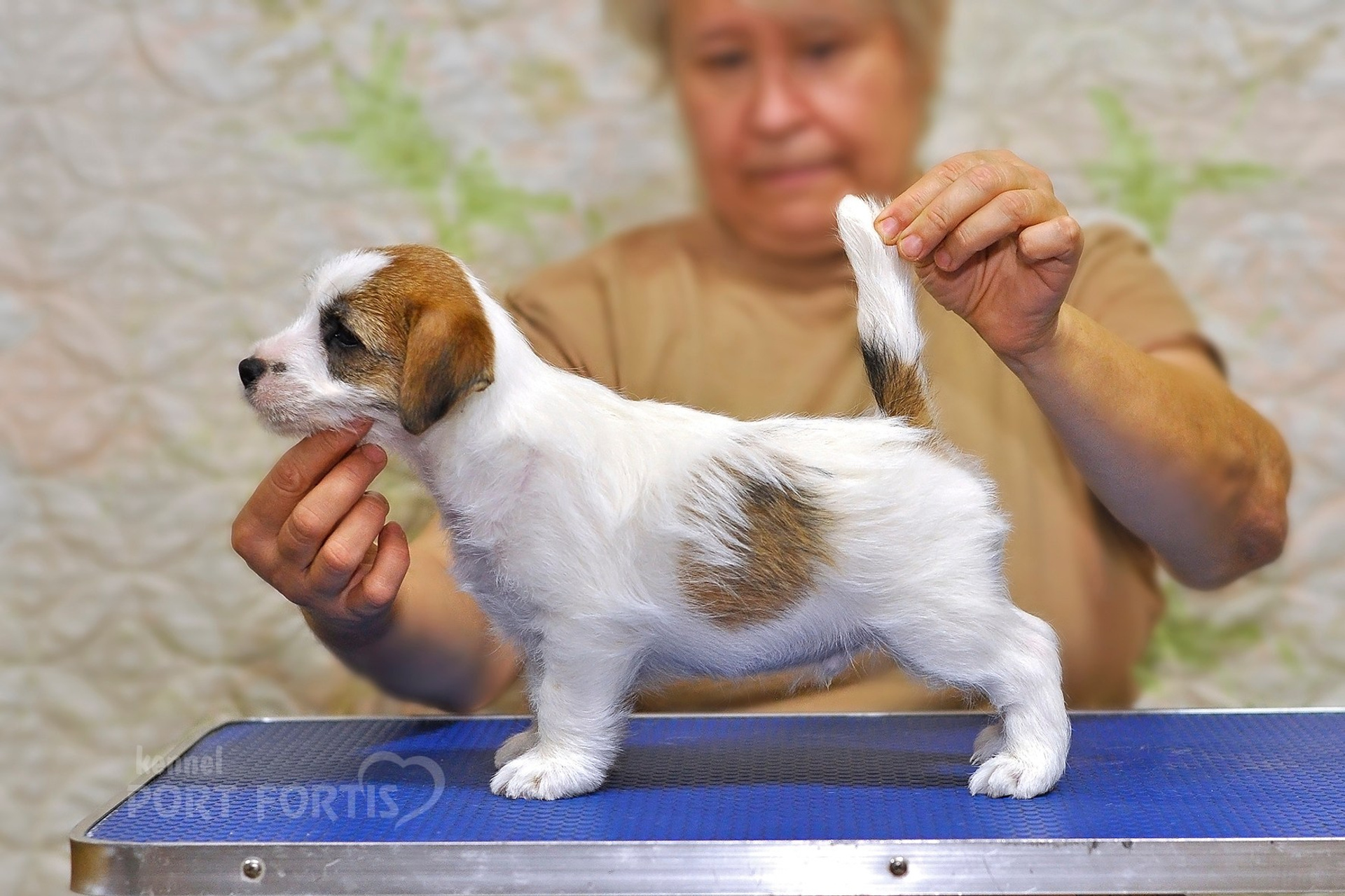 2025 Litter CH male 2. Щенки джек рассел терьера, питомник РКФ, питомник джек рассел терьеров, питомник Порт Фортис, kennel PORT FORTIS