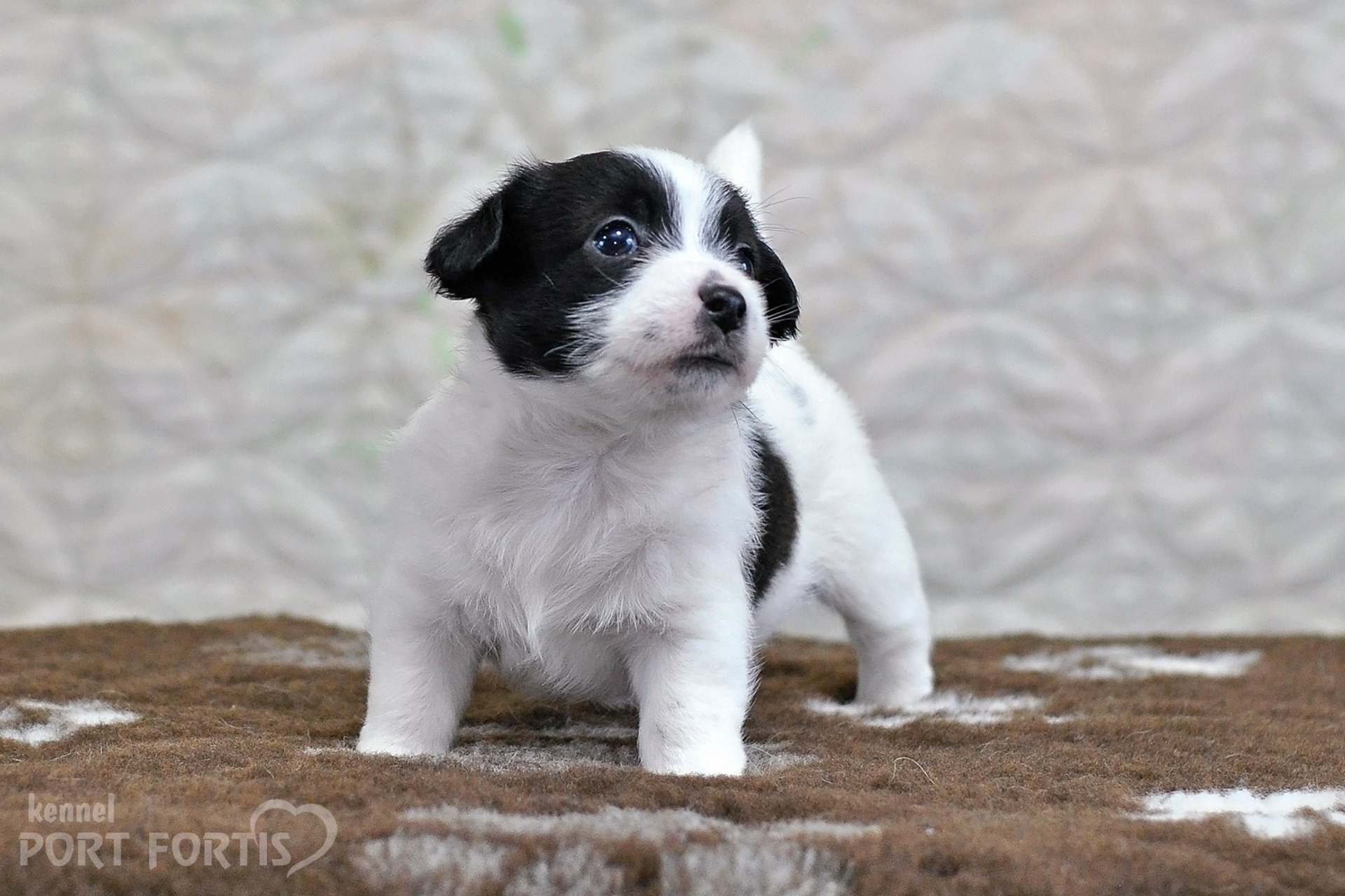 2026 Litter D male 4. Щенки джек рассел терьера, питомник РКФ, питомник джек рассел терьеров, питомник Порт Фортис, kennel PORT FORTIS