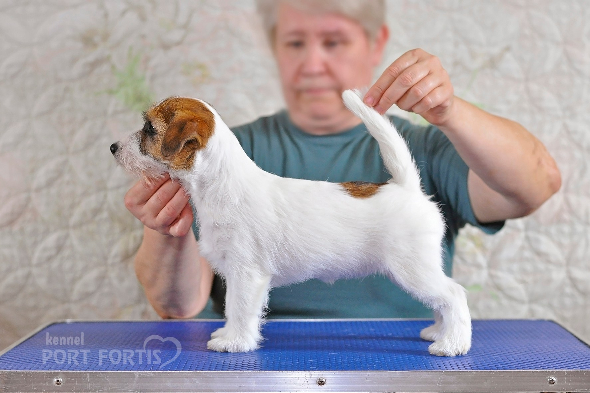 2026 Litter F female 1. Щенки джек рассел терьера, питомник РКФ, питомник джек рассел терьеров, питомник Порт Фортис, kennel PORT FORTIS