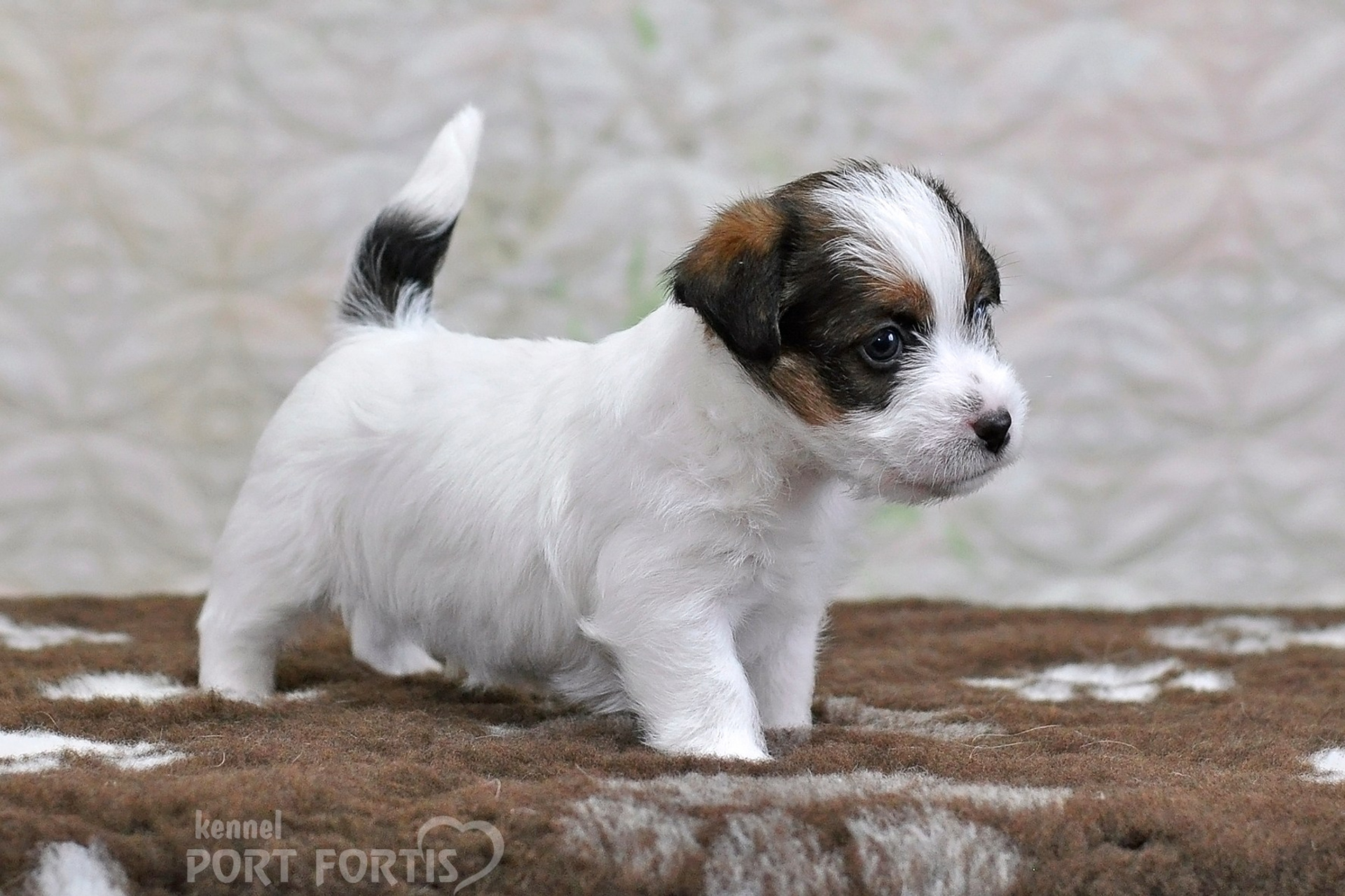 2026 Litter D male 1. Щенки джек рассел терьера, питомник РКФ, питомник джек рассел терьеров, питомник Порт Фортис, kennel PORT FORTIS