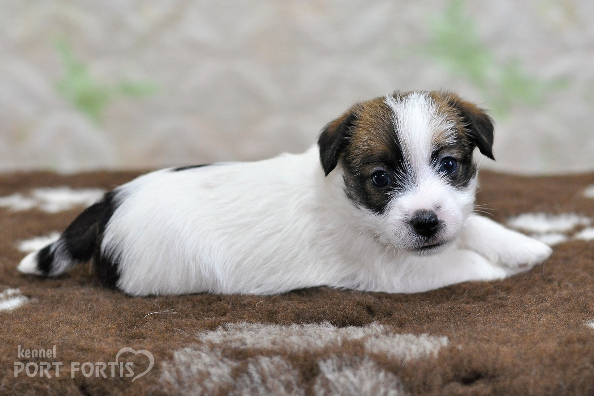 2026 Litter D female 1. Щенки джек рассел терьера, питомник РКФ, питомник джек рассел терьеров, питомник Порт Фортис, kennel PORT FORTIS