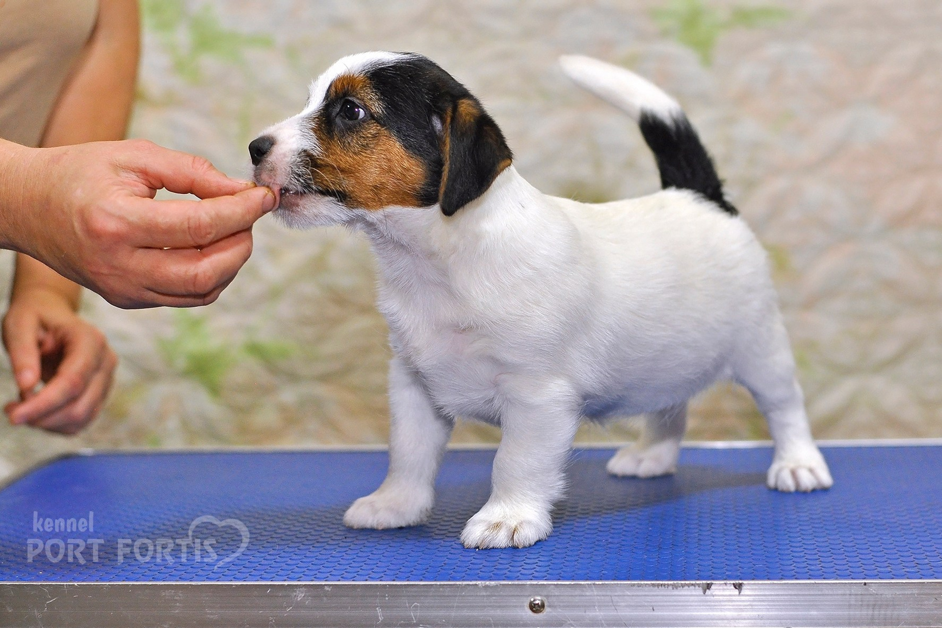 2025 Litter CH male 3. Щенки джек рассел терьера, питомник РКФ, питомник джек рассел терьеров, питомник Порт Фортис, kennel PORT FORTIS