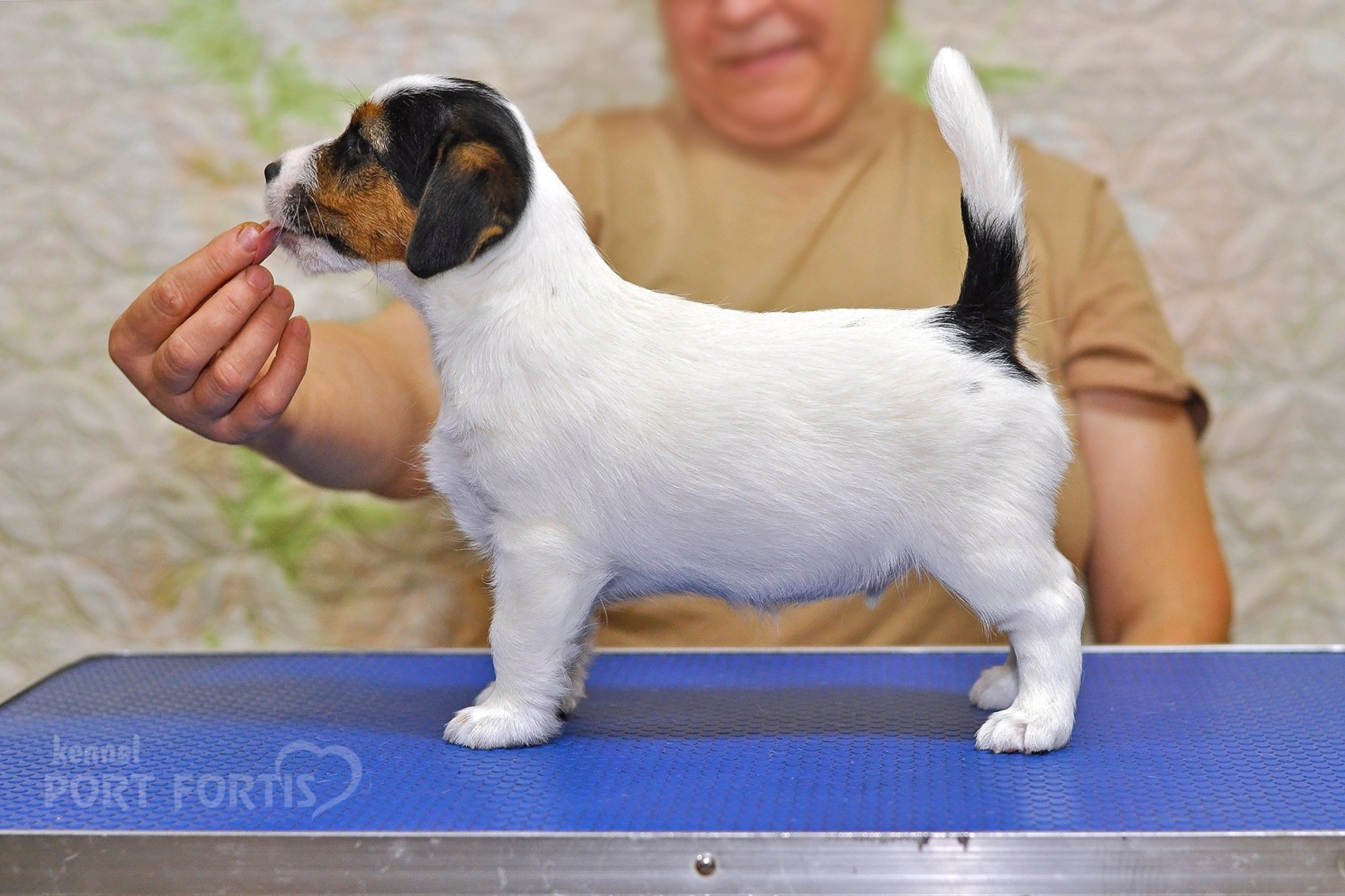 2025 Litter CH male 3. Щенки джек рассел терьера, питомник РКФ, питомник джек рассел терьеров, питомник Порт Фортис, kennel PORT FORTIS