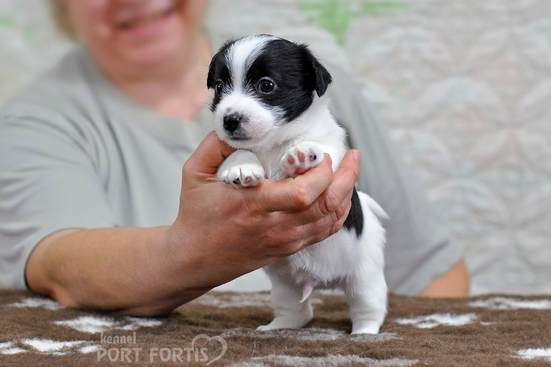 2026 Litter D male 4. Щенки джек рассел терьера, питомник РКФ, питомник джек рассел терьеров, питомник Порт Фортис, kennel PORT FORTIS