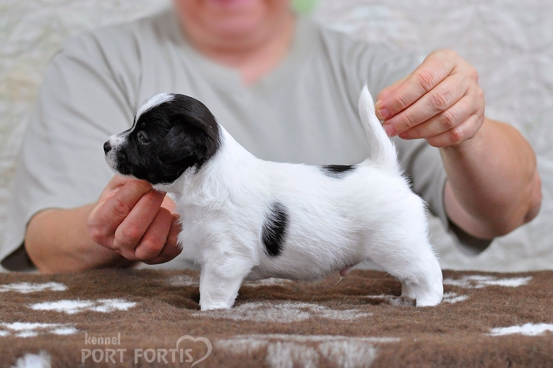 2026 Litter D male 5. Щенки джек рассел терьера, питомник РКФ, питомник джек рассел терьеров, питомник Порт Фортис, kennel PORT FORTIS