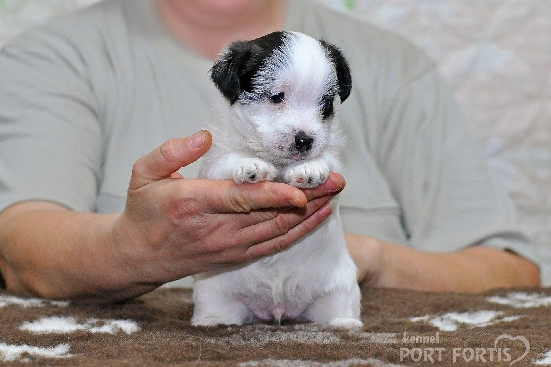 2026 Litter D male 3. Щенки джек рассел терьера, питомник РКФ, питомник джек рассел терьеров, питомник Порт Фортис, kennel PORT FORTIS