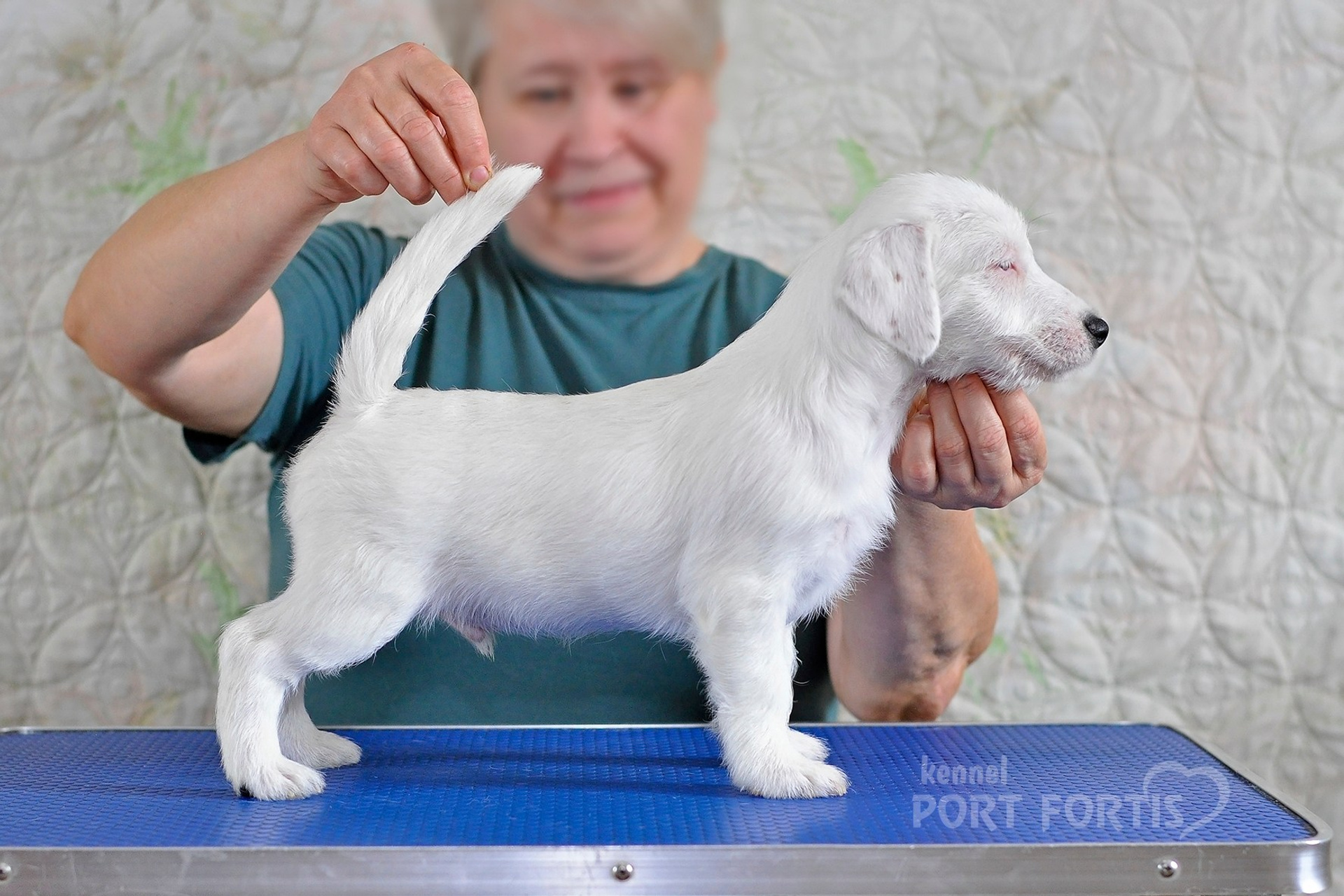 2026 Litter F male 1. Щенки джек рассел терьера, питомник РКФ, питомник джек рассел терьеров, питомник Порт Фортис, kennel PORT FORTIS