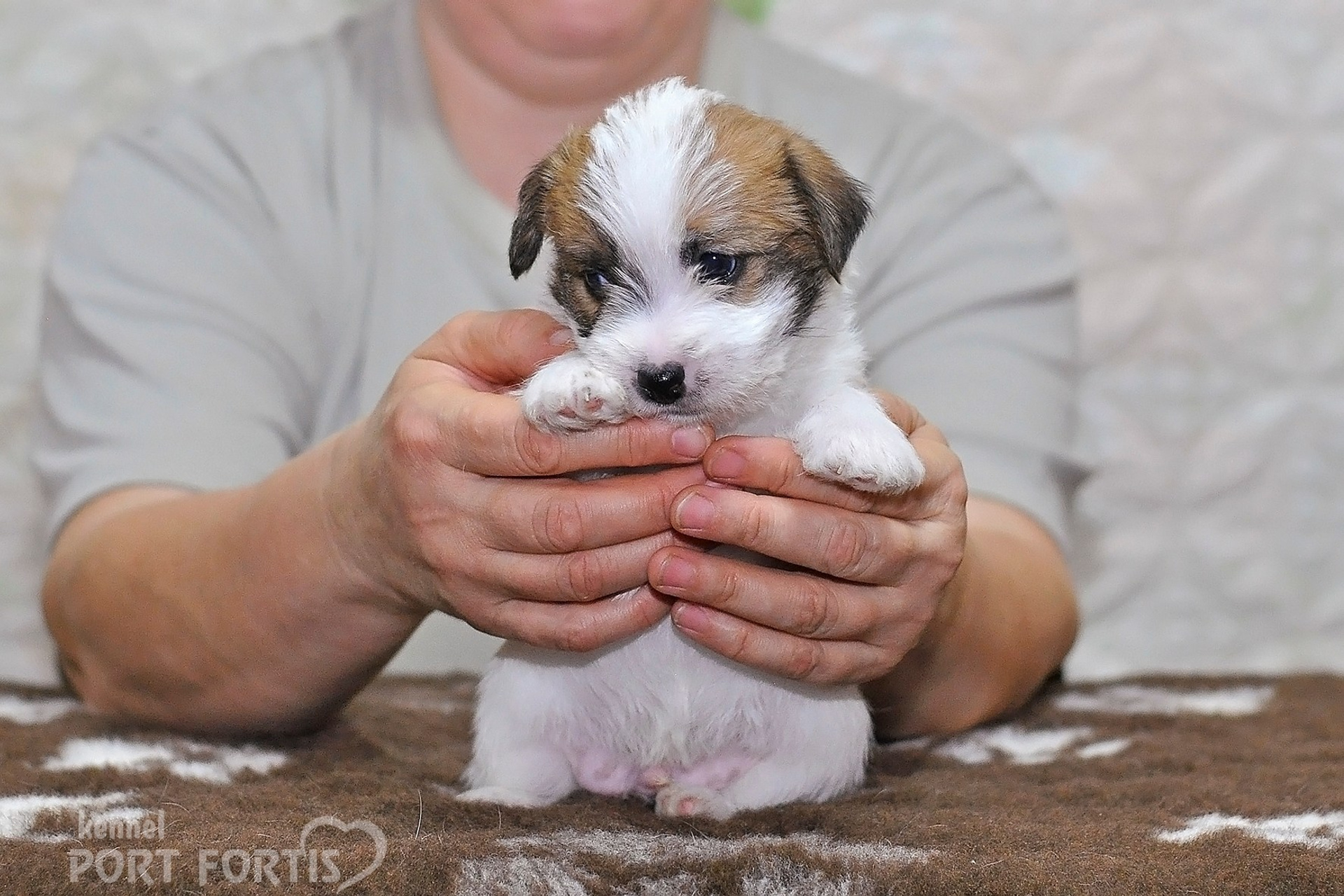 2026 Litter D male 2. Щенки джек рассел терьера, питомник РКФ, питомник джек рассел терьеров, питомник Порт Фортис, kennel PORT FORTIS
