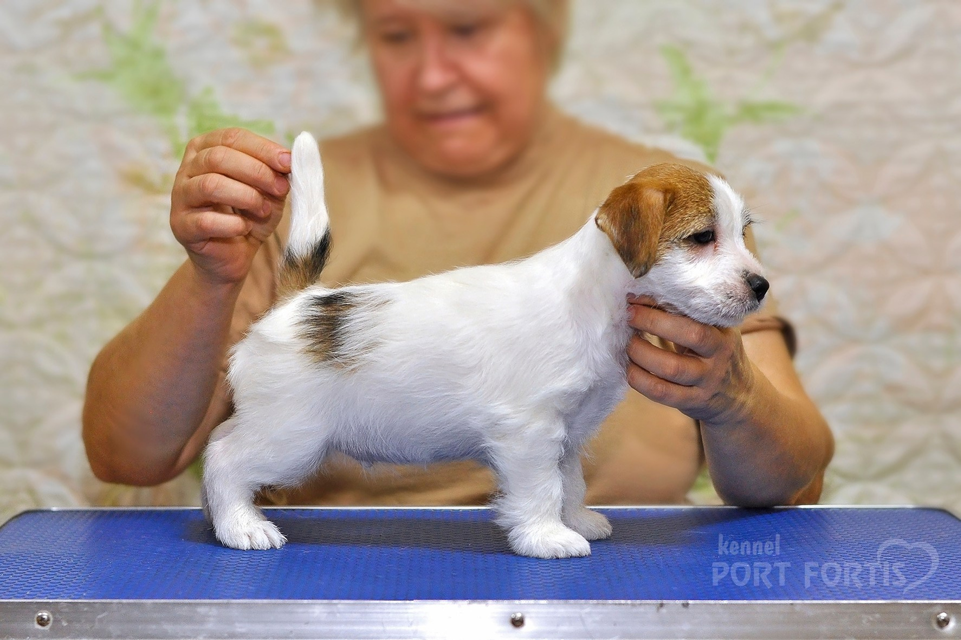 2025 Litter CH male 2. Щенки джек рассел терьера, питомник РКФ, питомник джек рассел терьеров, питомник Порт Фортис, kennel PORT FORTIS