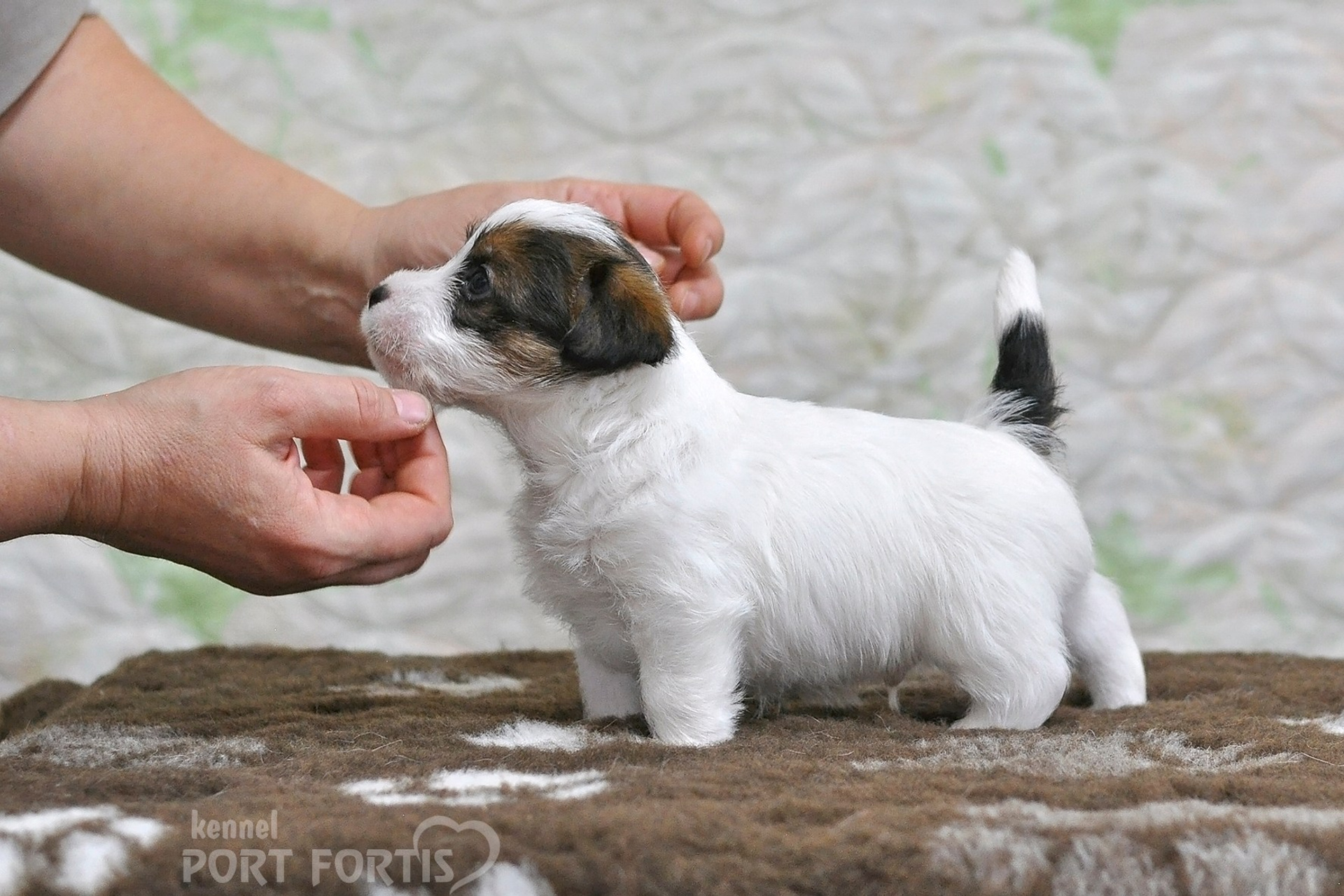 2026 Litter D male 1. Щенки джек рассел терьера, питомник РКФ, питомник джек рассел терьеров, питомник Порт Фортис, kennel PORT FORTIS