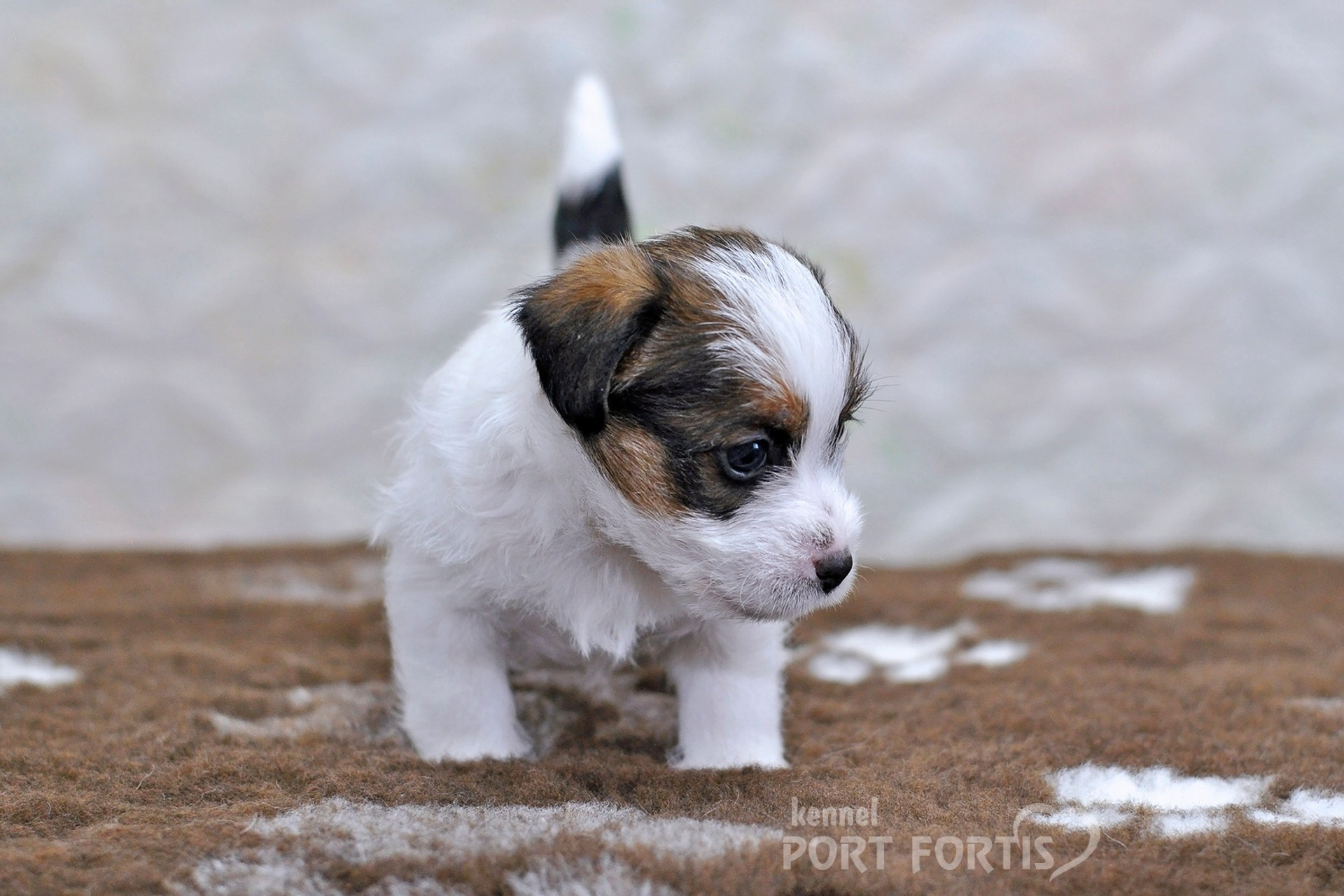 2026 Litter D male 1. Щенки джек рассел терьера, питомник РКФ, питомник джек рассел терьеров, питомник Порт Фортис, kennel PORT FORTIS