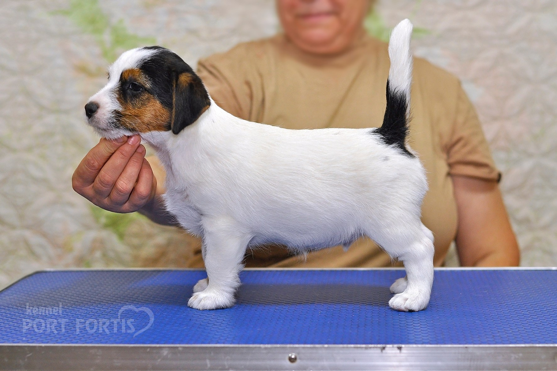 2025 Litter CH male 3. Щенки джек рассел терьера, питомник РКФ, питомник джек рассел терьеров, питомник Порт Фортис, kennel PORT FORTIS