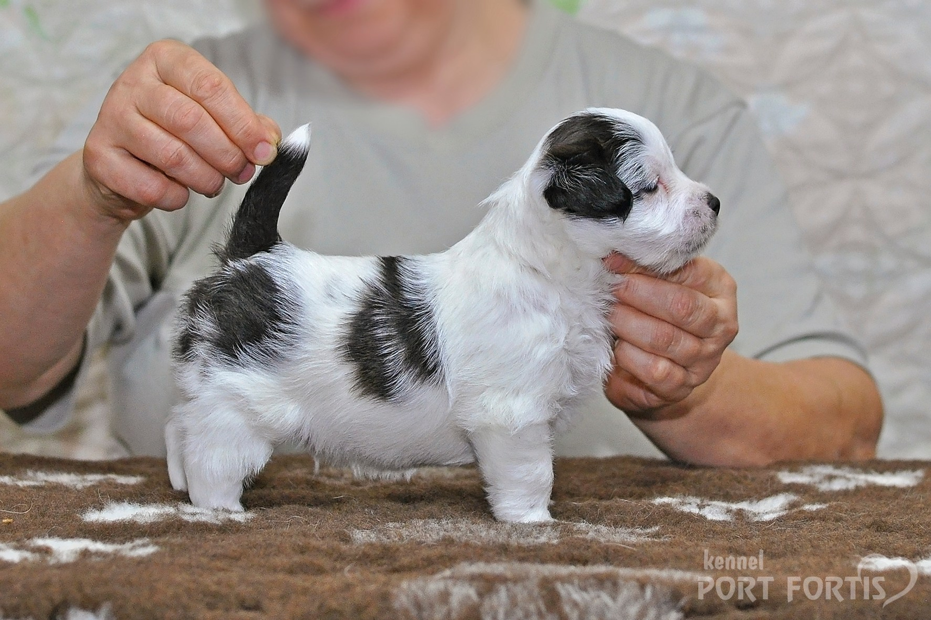 2026 Litter D male 3. Щенки джек рассел терьера, питомник РКФ, питомник джек рассел терьеров, питомник Порт Фортис, kennel PORT FORTIS