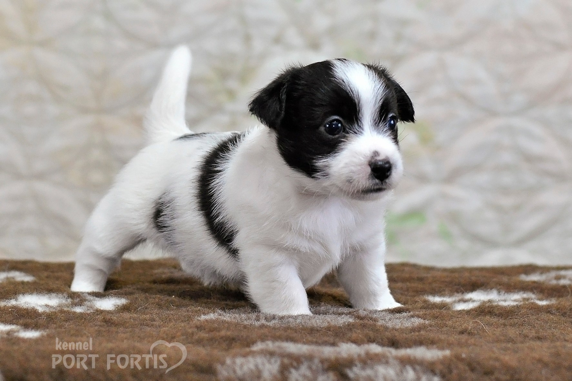 2026 Litter D male 4. Щенки джек рассел терьера, питомник РКФ, питомник джек рассел терьеров, питомник Порт Фортис, kennel PORT FORTIS