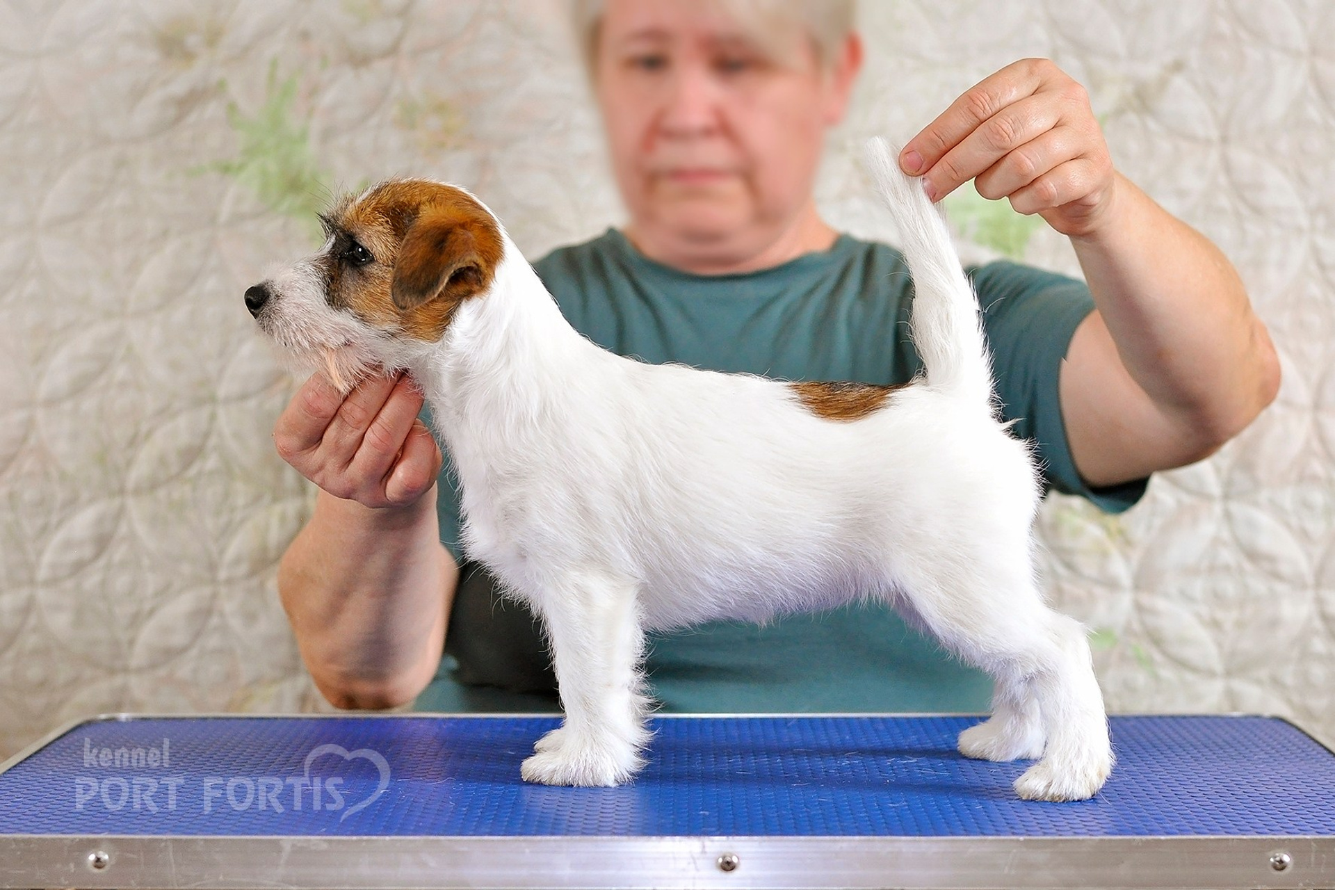 2026 Litter F female 1. Щенки джек рассел терьера, питомник РКФ, питомник джек рассел терьеров, питомник Порт Фортис, kennel PORT FORTIS