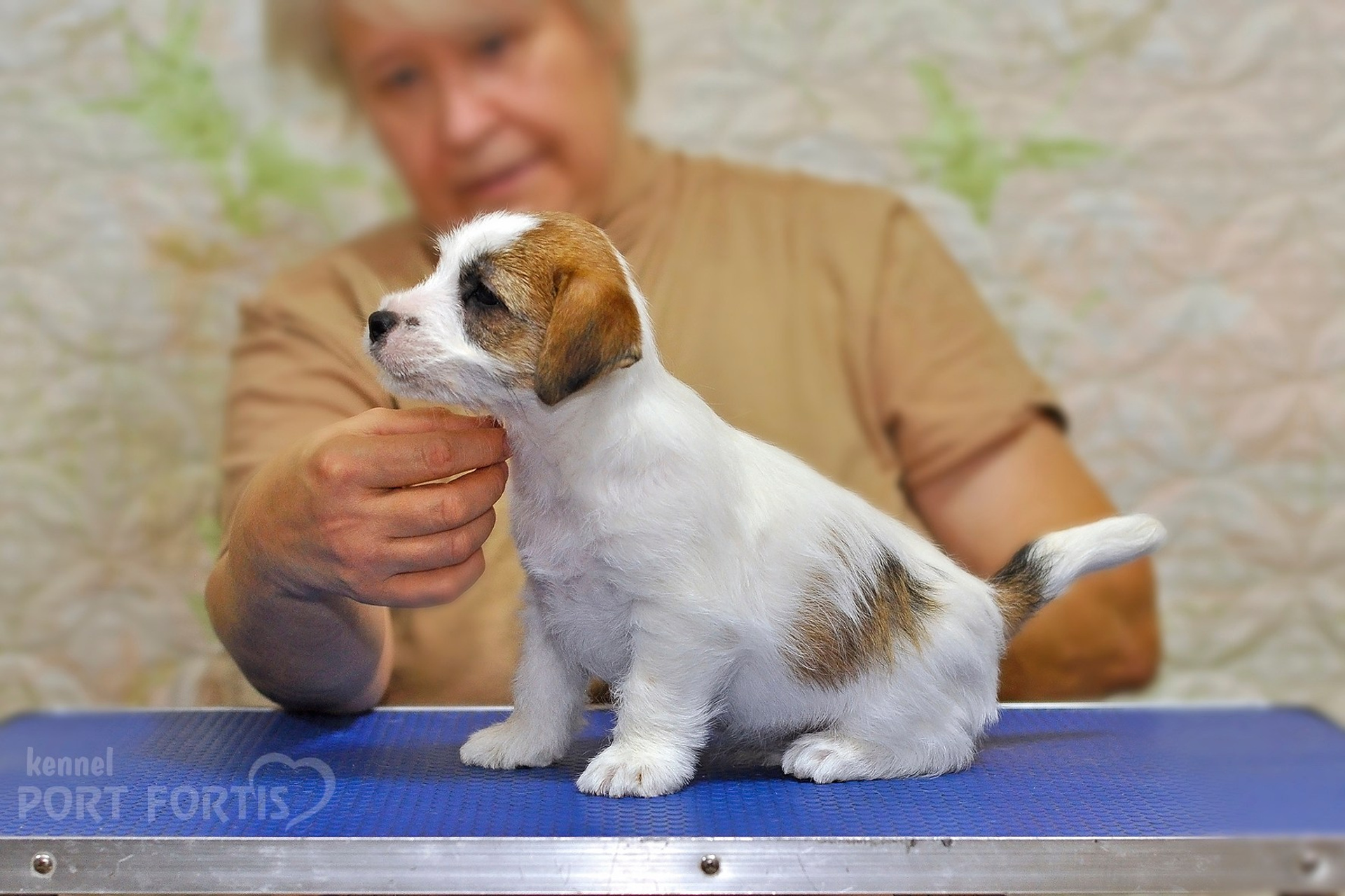 2025 Litter CH male 2. Щенки джек рассел терьера, питомник РКФ, питомник джек рассел терьеров, питомник Порт Фортис, kennel PORT FORTIS