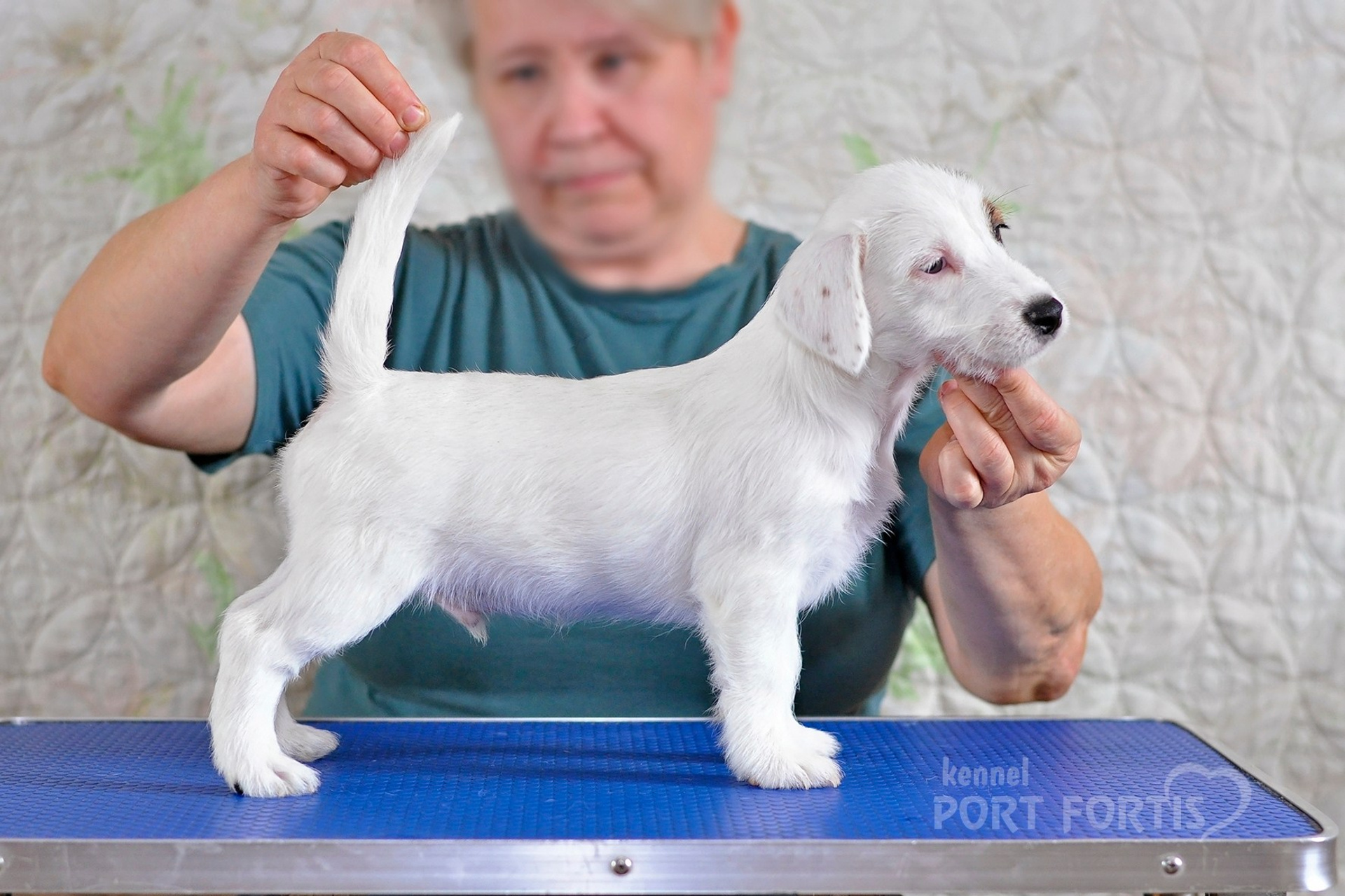 2026 Litter F male 1. Щенки джек рассел терьера, питомник РКФ, питомник джек рассел терьеров, питомник Порт Фортис, kennel PORT FORTIS