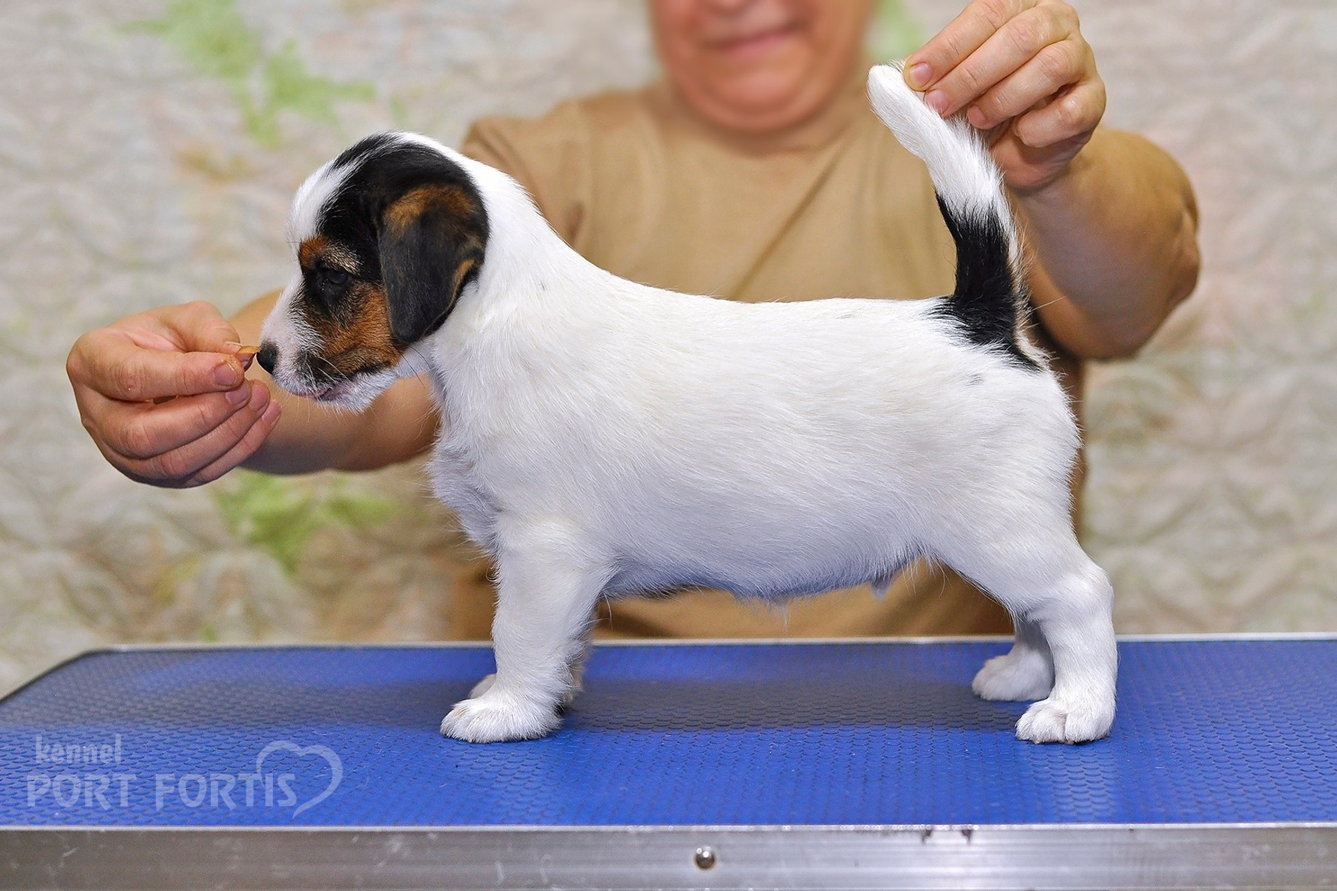 2025 Litter CH male 3. Щенки джек рассел терьера, питомник РКФ, питомник джек рассел терьеров, питомник Порт Фортис, kennel PORT FORTIS