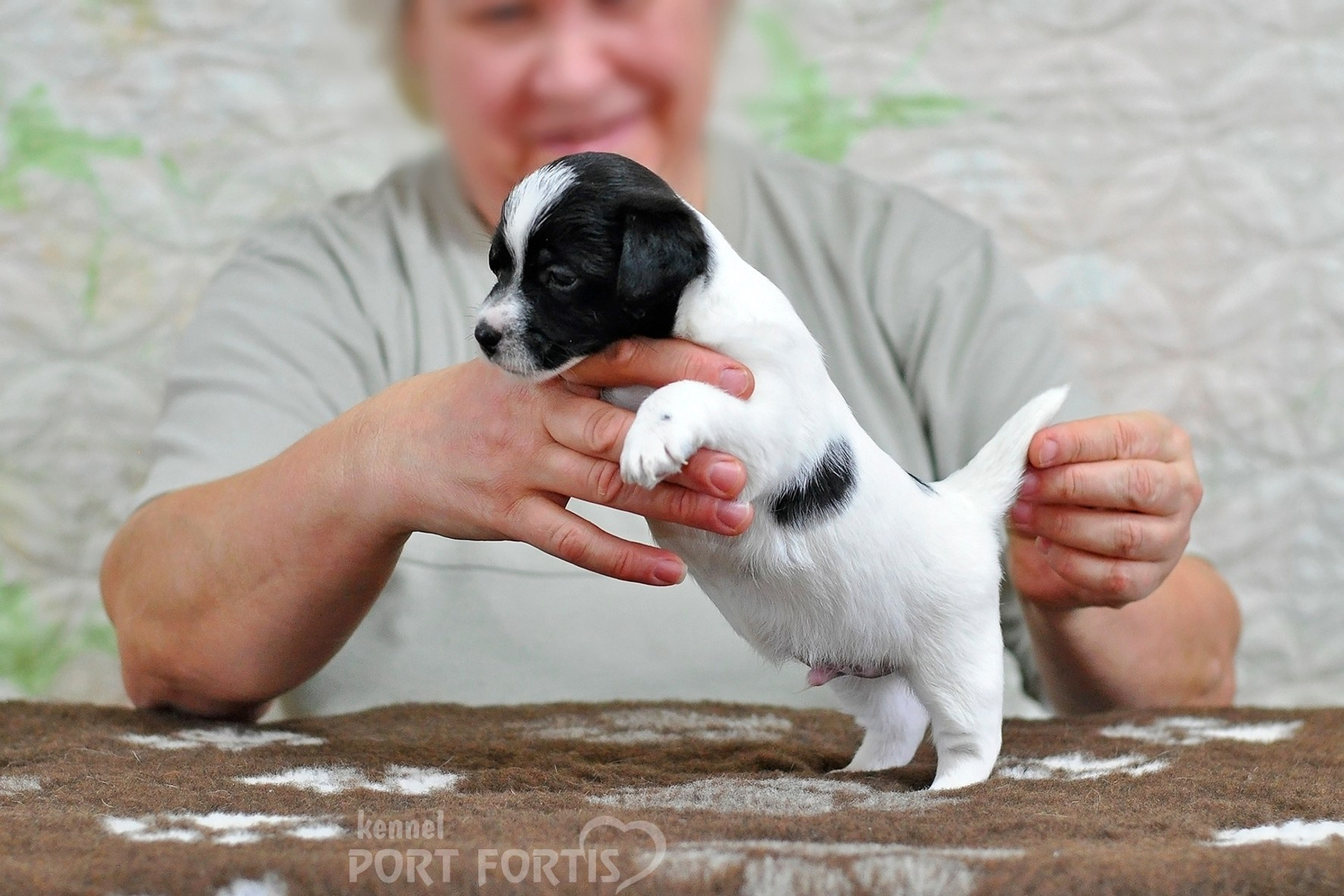 2026 Litter D male 5. Щенки джек рассел терьера, питомник РКФ, питомник джек рассел терьеров, питомник Порт Фортис, kennel PORT FORTIS