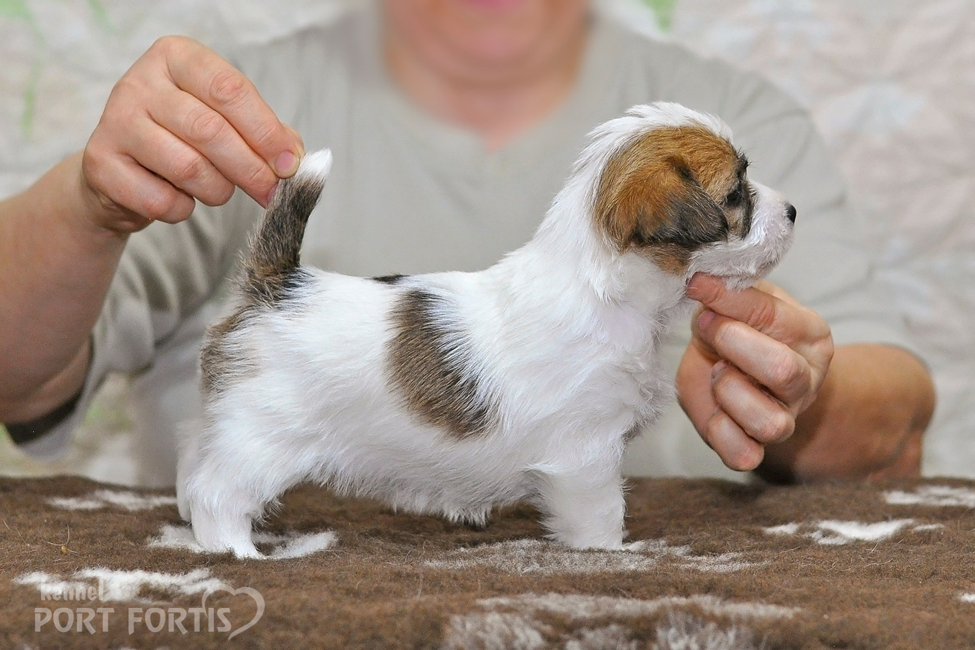 2026 Litter D male 2. Щенки джек рассел терьера, питомник РКФ, питомник джек рассел терьеров, питомник Порт Фортис, kennel PORT FORTIS