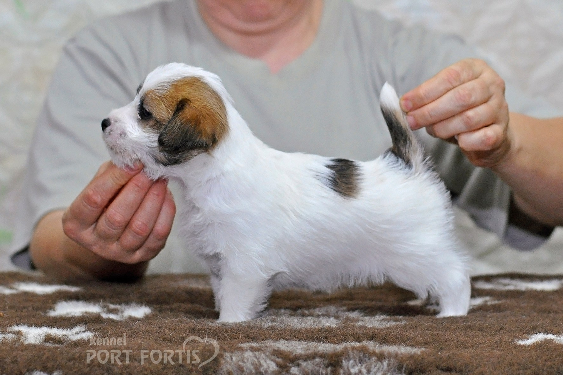 2026 Litter D male 2. Щенки джек рассел терьера, питомник РКФ, питомник джек рассел терьеров, питомник Порт Фортис, kennel PORT FORTIS