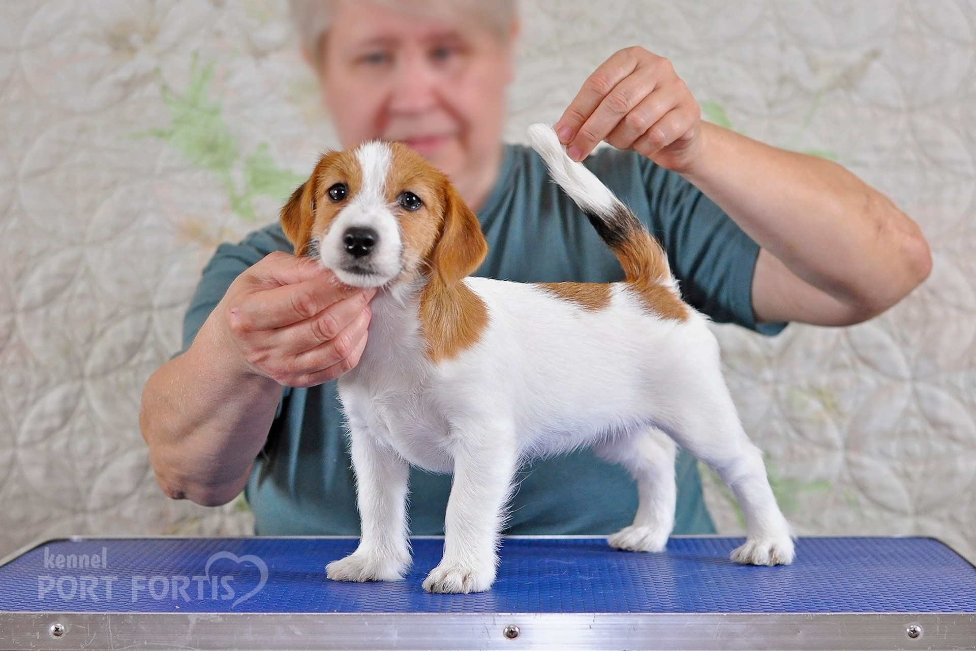2026 Litter F female 2. Щенки джек рассел терьера, питомник РКФ, питомник джек рассел терьеров, питомник Порт Фортис, kennel PORT FORTIS