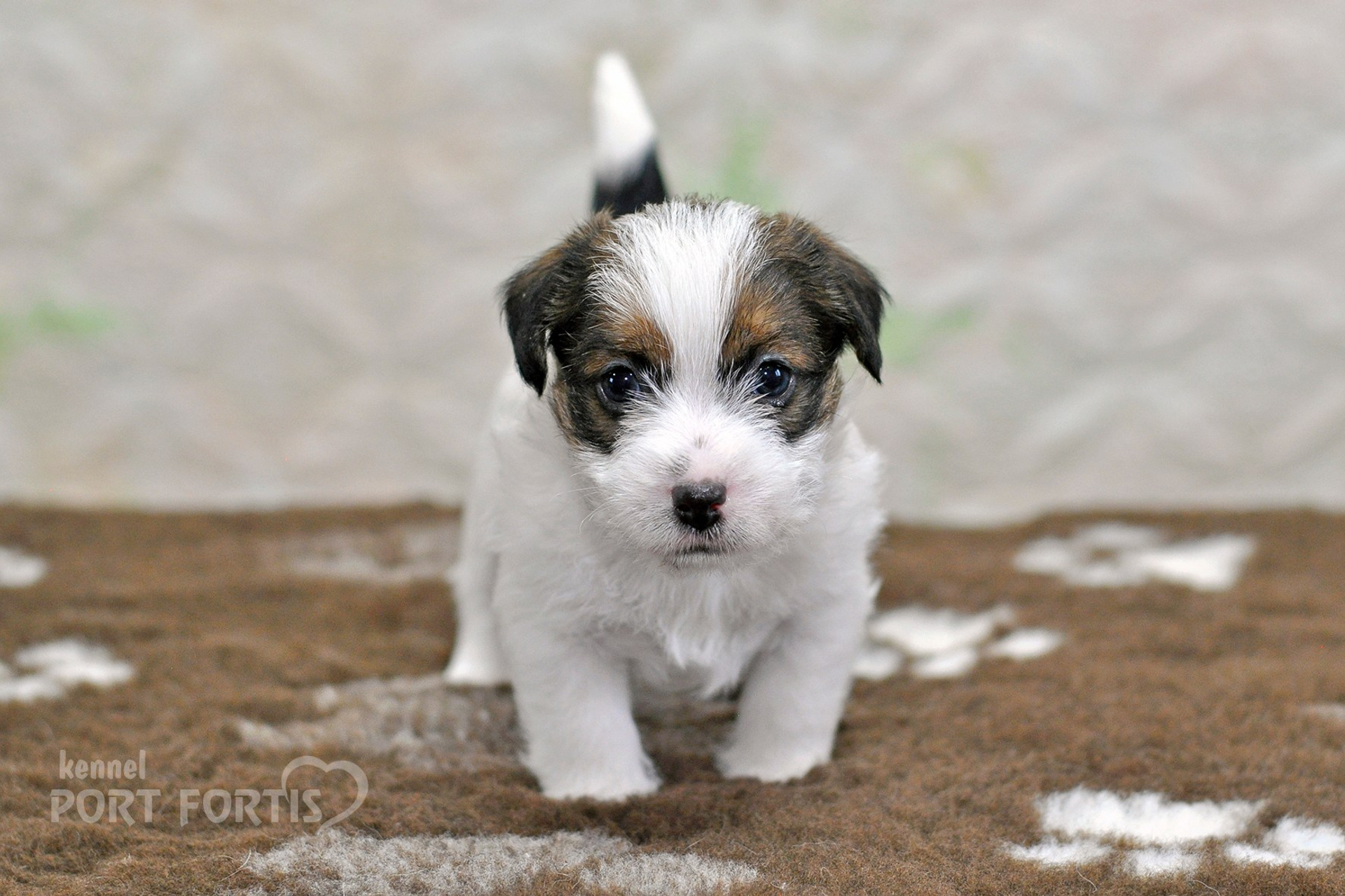 2026 Litter D male 1. Щенки джек рассел терьера, питомник РКФ, питомник джек рассел терьеров, питомник Порт Фортис, kennel PORT FORTIS