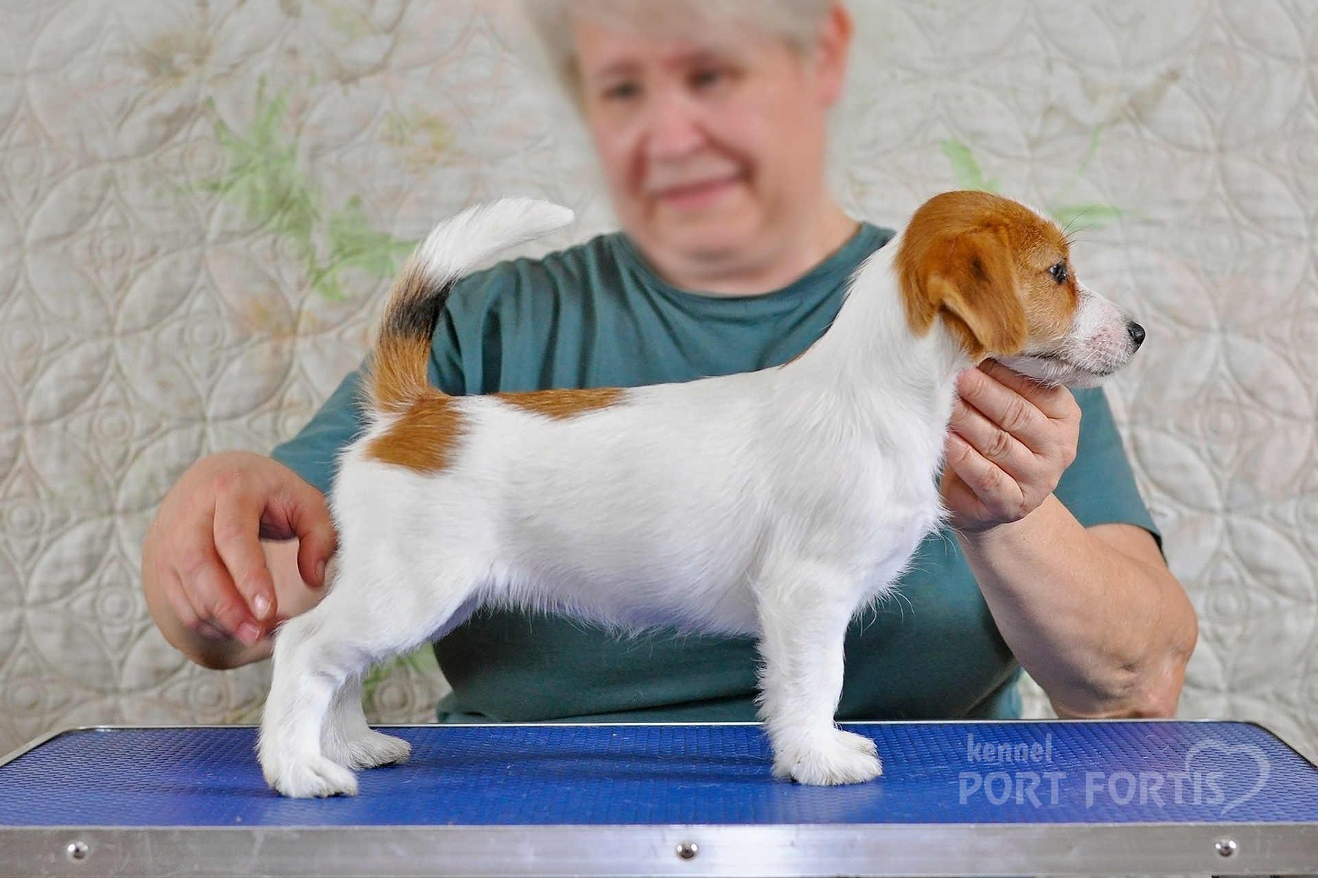 2026 Litter F female 2. Щенки джек рассел терьера, питомник РКФ, питомник джек рассел терьеров, питомник Порт Фортис, kennel PORT FORTIS