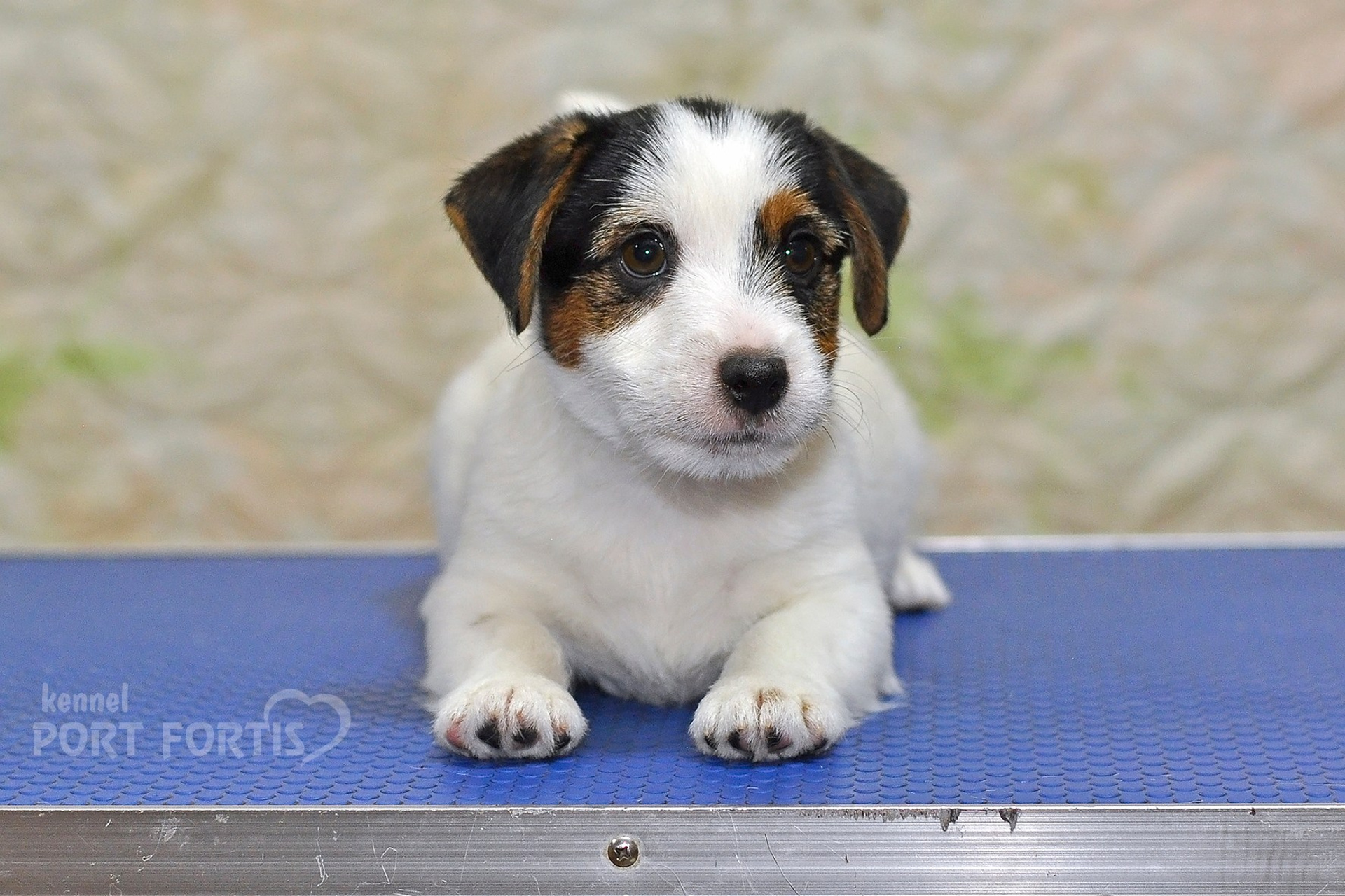 2025 Litter CH male 3. Щенки джек рассел терьера, питомник РКФ, питомник джек рассел терьеров, питомник Порт Фортис, kennel PORT FORTIS