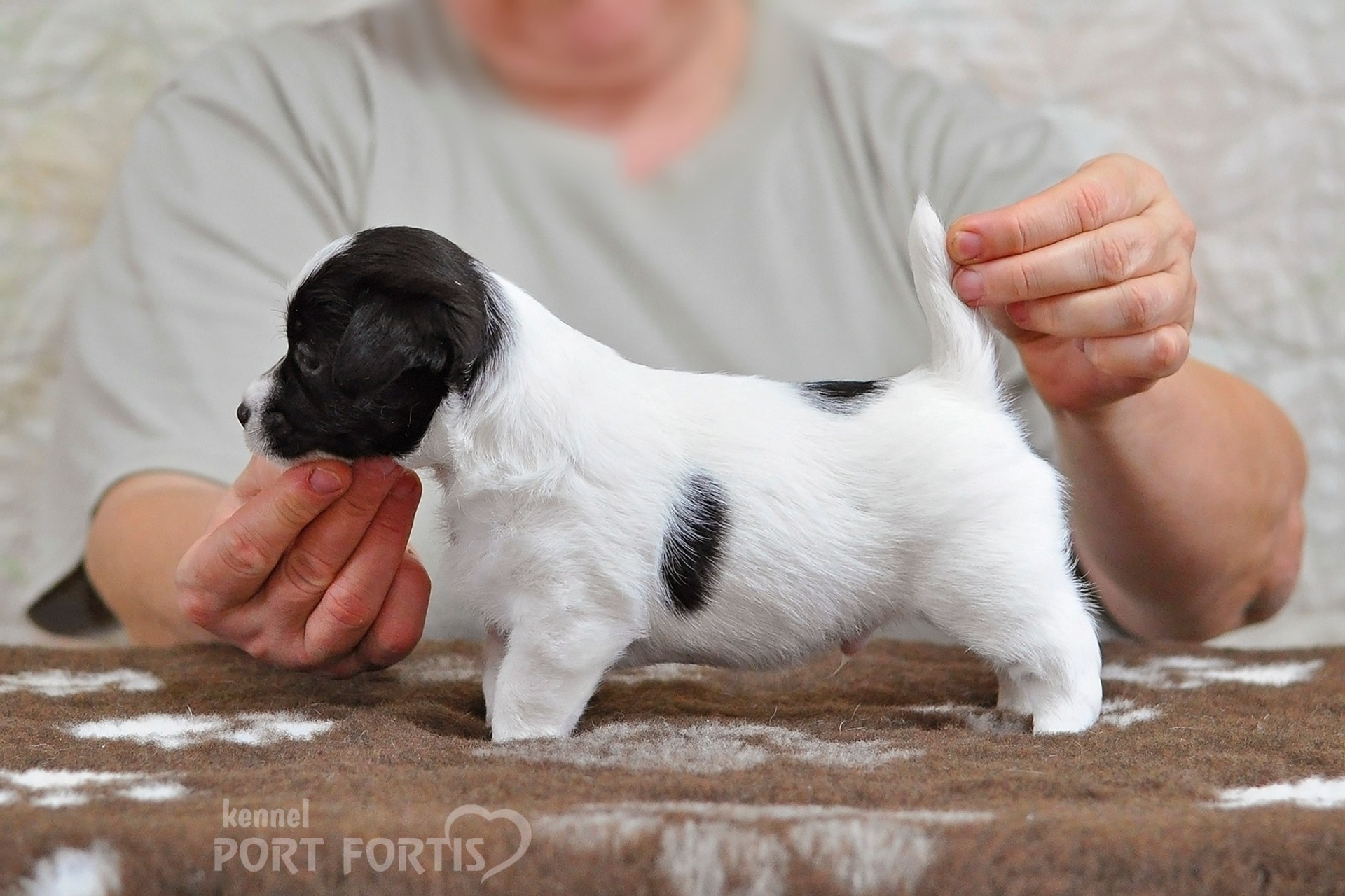 2026 Litter D male 5. Щенки джек рассел терьера, питомник РКФ, питомник джек рассел терьеров, питомник Порт Фортис, kennel PORT FORTIS