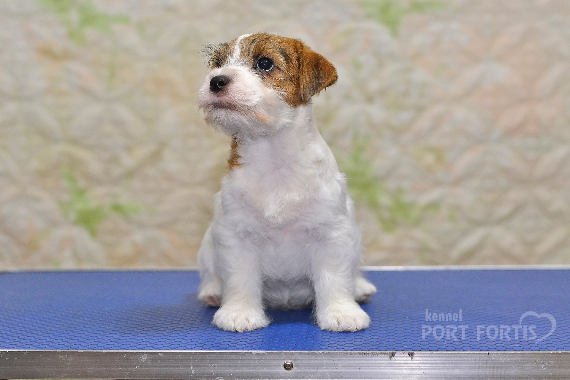 2025 Litter CH male 1. Щенки джек рассел терьера, питомник РКФ, питомник джек рассел терьеров, питомник Порт Фортис, kennel PORT FORTIS