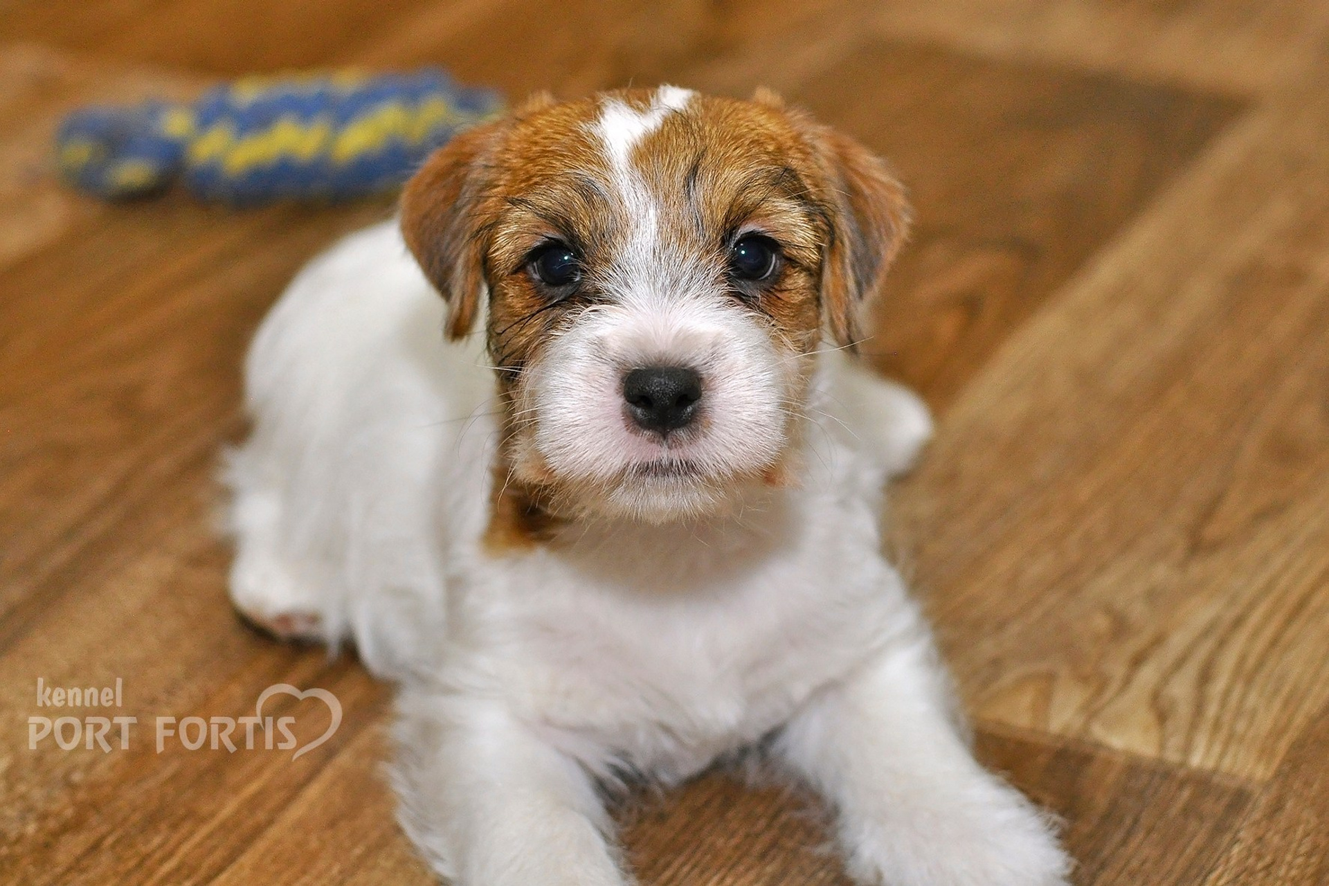 2025 Litter CH male 1. Щенки джек рассел терьера, питомник РКФ, питомник джек рассел терьеров, питомник Порт Фортис, kennel PORT FORTIS