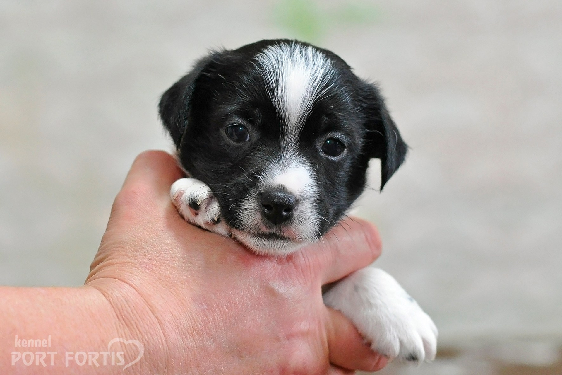 2026 Litter D male 5. Щенки джек рассел терьера, питомник РКФ, питомник джек рассел терьеров, питомник Порт Фортис, kennel PORT FORTIS