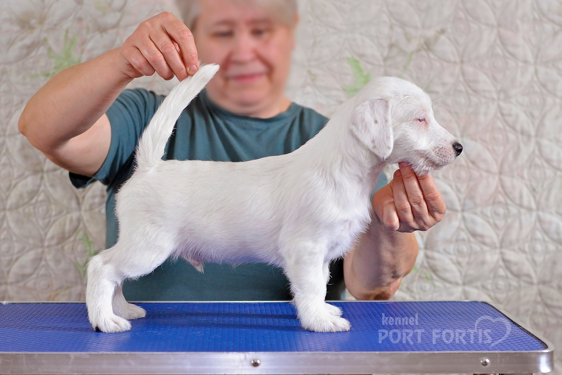 2026 Litter F male 1. Щенки джек рассел терьера, питомник РКФ, питомник джек рассел терьеров, питомник Порт Фортис, kennel PORT FORTIS