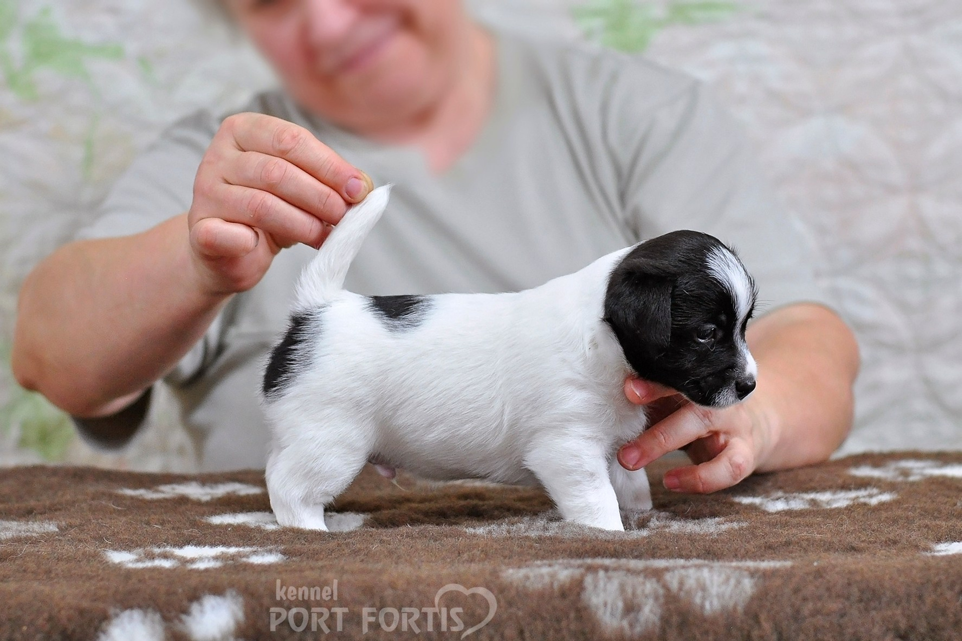 2026 Litter D male 5. Щенки джек рассел терьера, питомник РКФ, питомник джек рассел терьеров, питомник Порт Фортис, kennel PORT FORTIS