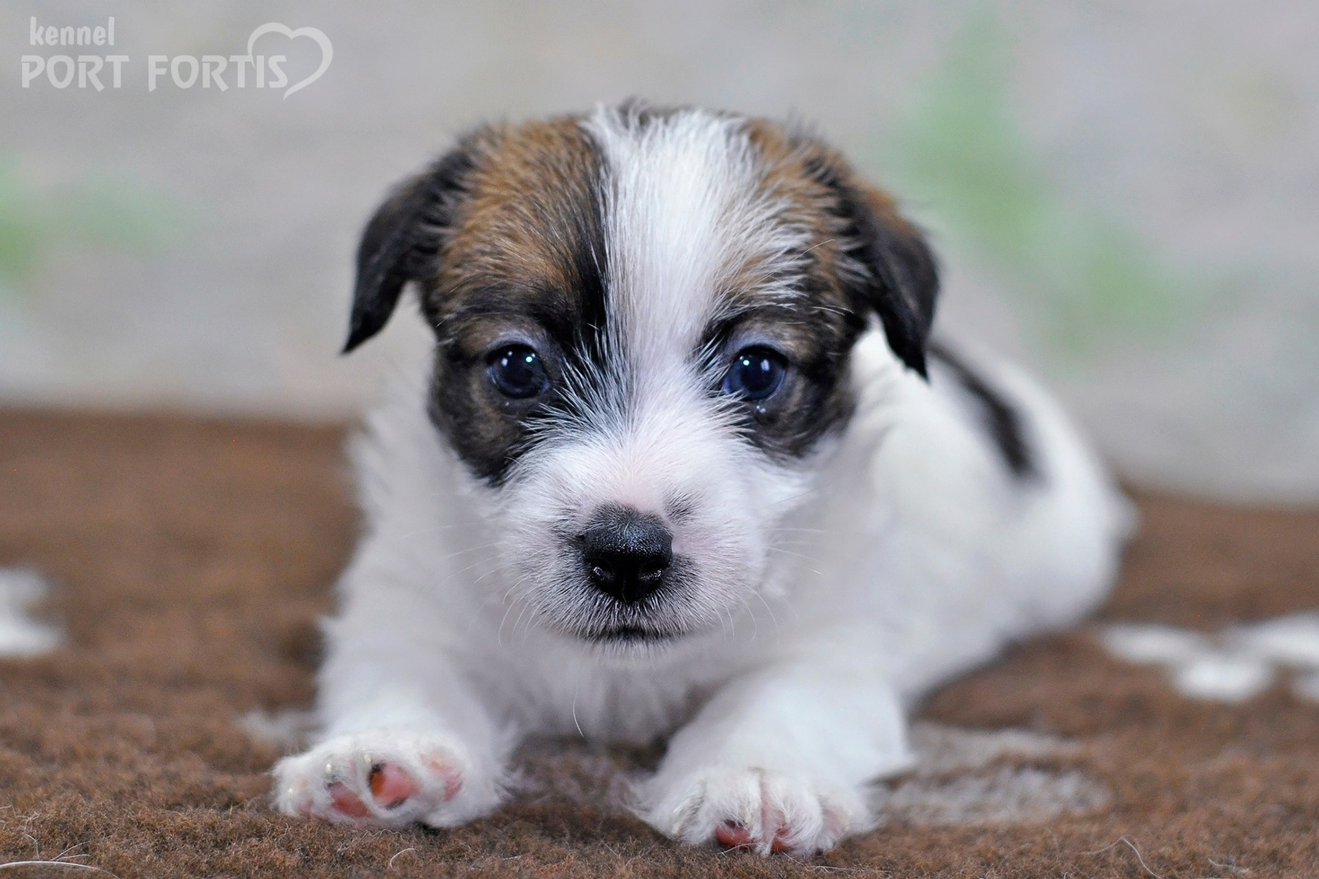 2026 Litter D female 1. Щенки джек рассел терьера, питомник РКФ, питомник джек рассел терьеров, питомник Порт Фортис, kennel PORT FORTIS