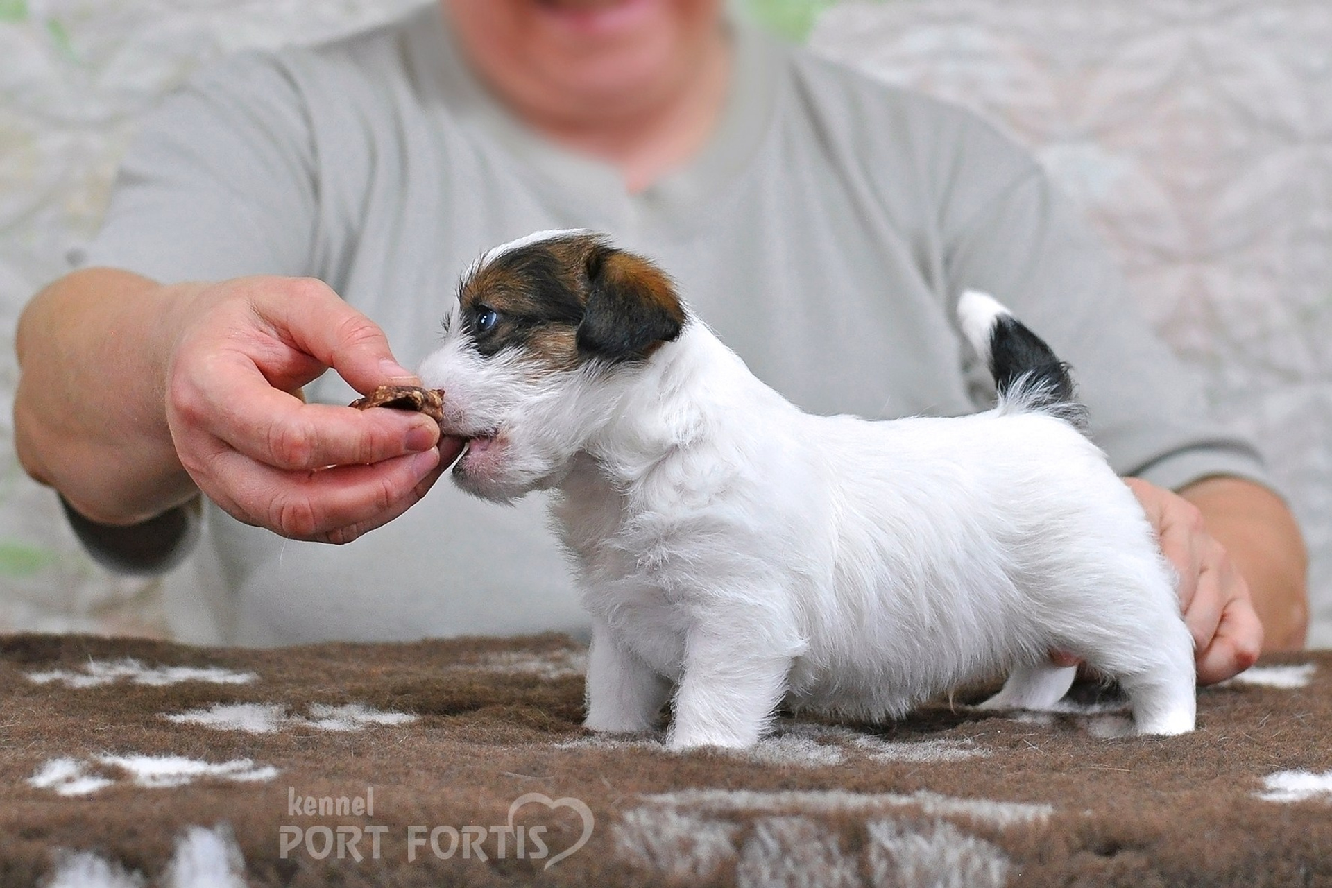 2026 Litter D male 1. Щенки джек рассел терьера, питомник РКФ, питомник джек рассел терьеров, питомник Порт Фортис, kennel PORT FORTIS