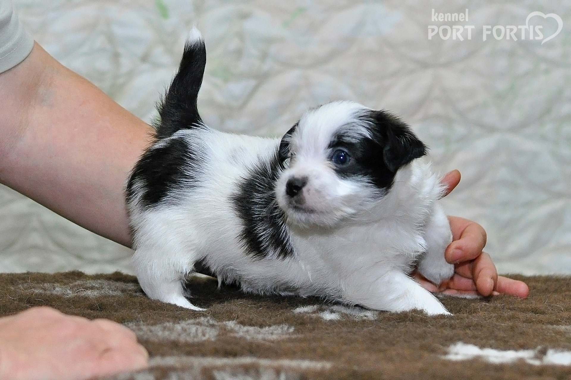 2026 Litter D male 3. Щенки джек рассел терьера, питомник РКФ, питомник джек рассел терьеров, питомник Порт Фортис, kennel PORT FORTIS