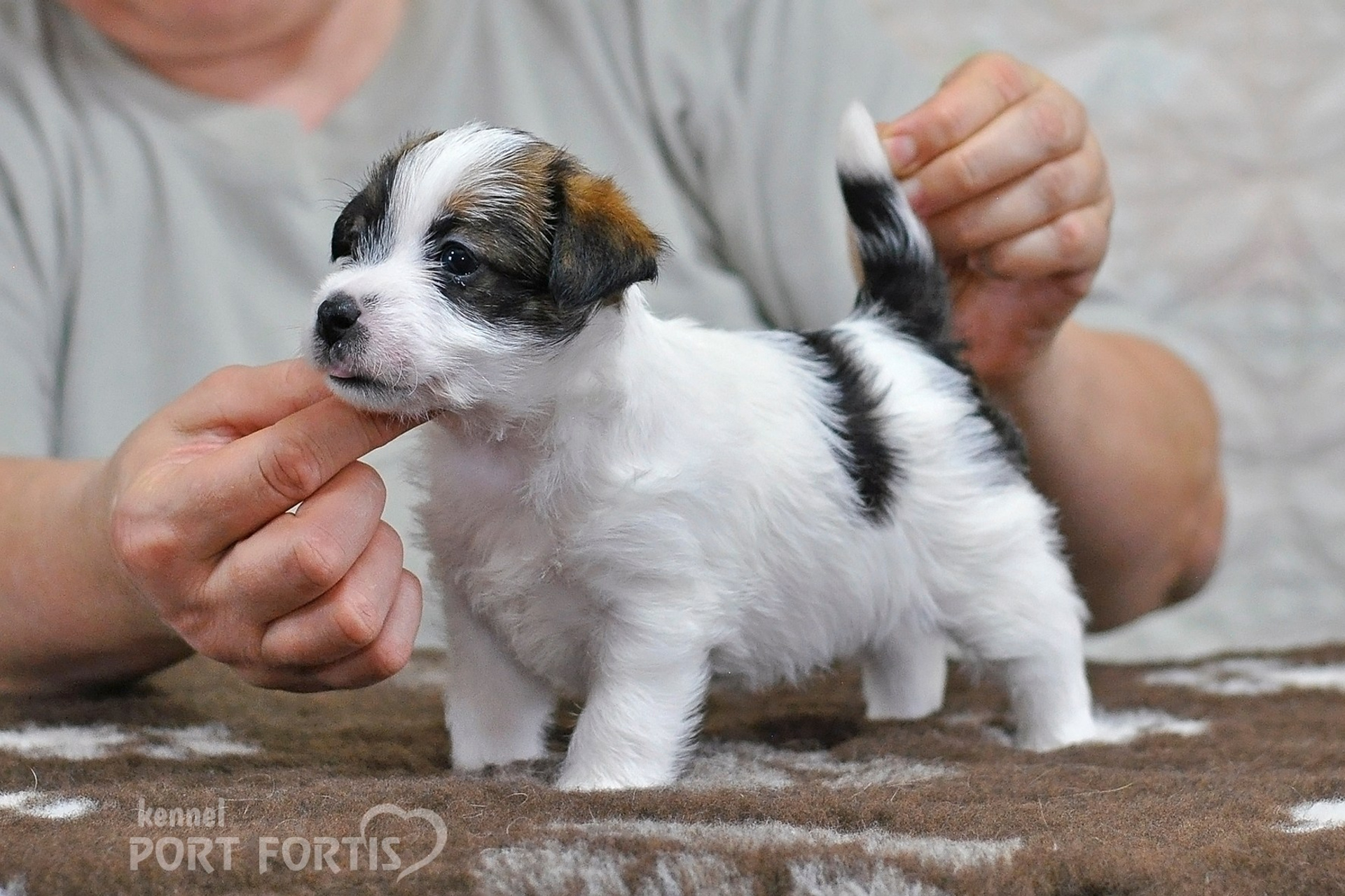 2026 Litter D female 1. Щенки джек рассел терьера, питомник РКФ, питомник джек рассел терьеров, питомник Порт Фортис, kennel PORT FORTIS