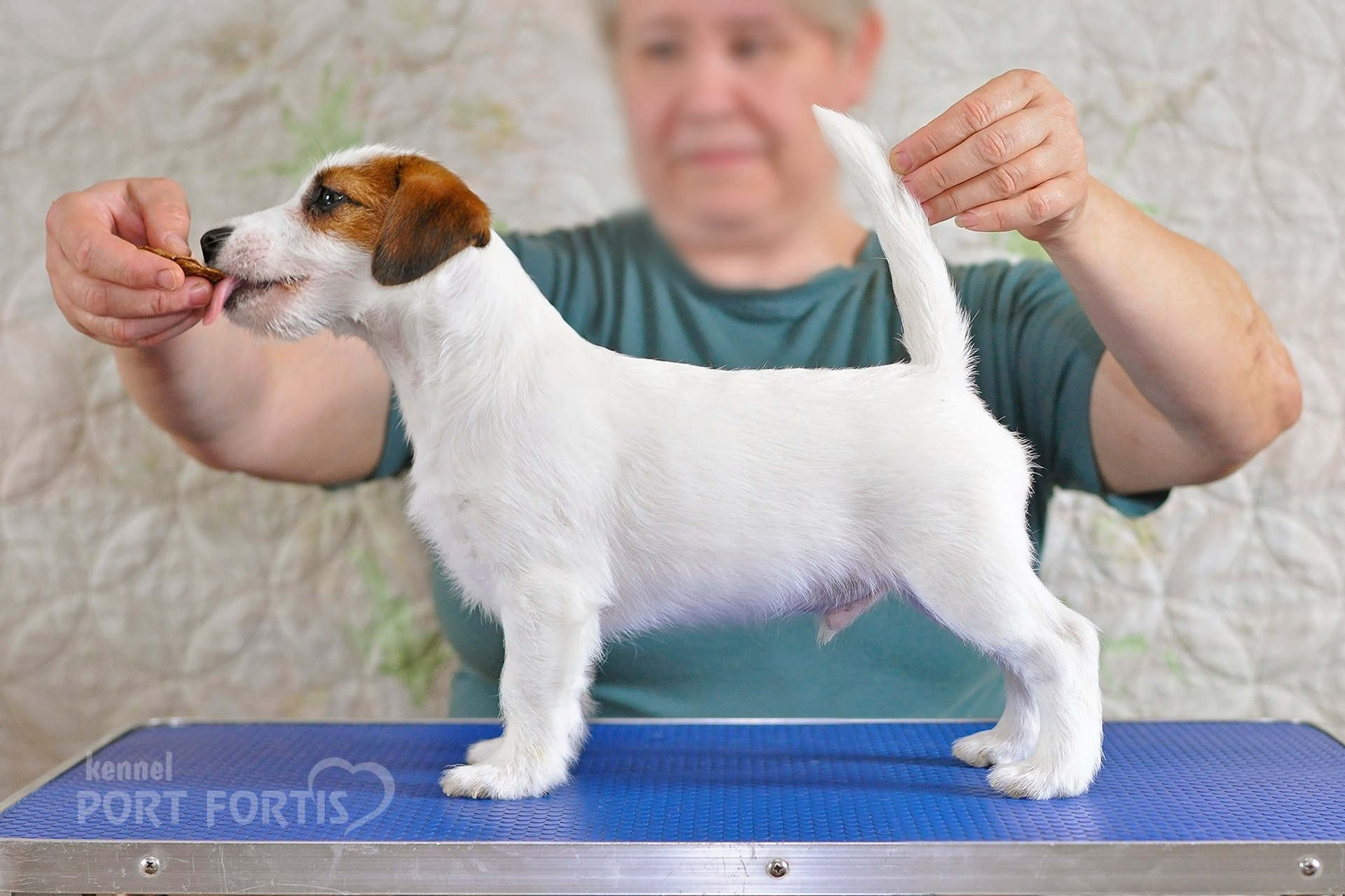2026 Litter F male 1. Щенки джек рассел терьера, питомник РКФ, питомник джек рассел терьеров, питомник Порт Фортис, kennel PORT FORTIS